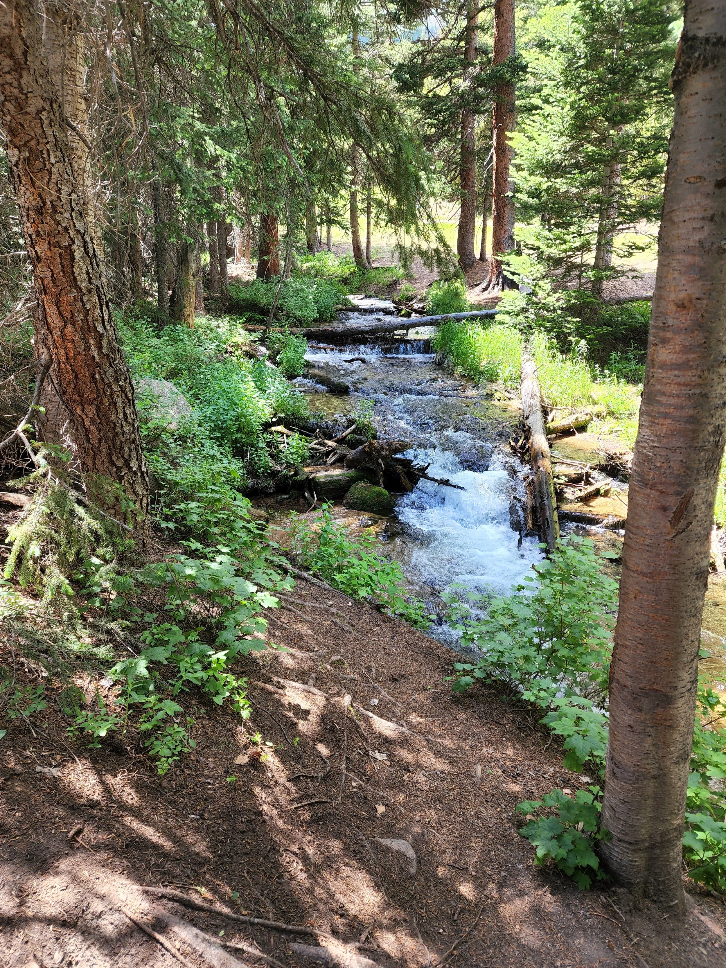 A Rocky Mountain forest scene with tall pine trees, green shrubs, and a small creek flowing through the woods, with sunlight filtering through the leaves.
