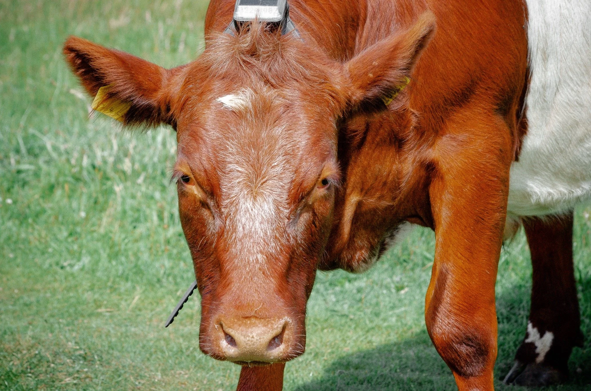 Close-up of a brown cow with a white patch on its forehead, standing on green grass, with another cow partially visible next to it.