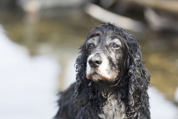 Pet Loss Grief and How to Cope with the Pain