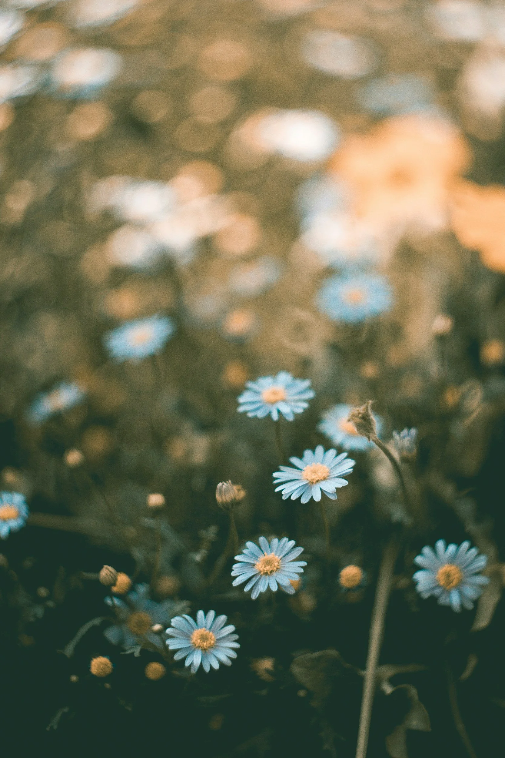 Close-up of small daisy-like flowers with white petals and yellow centers in a field, softly focused background.