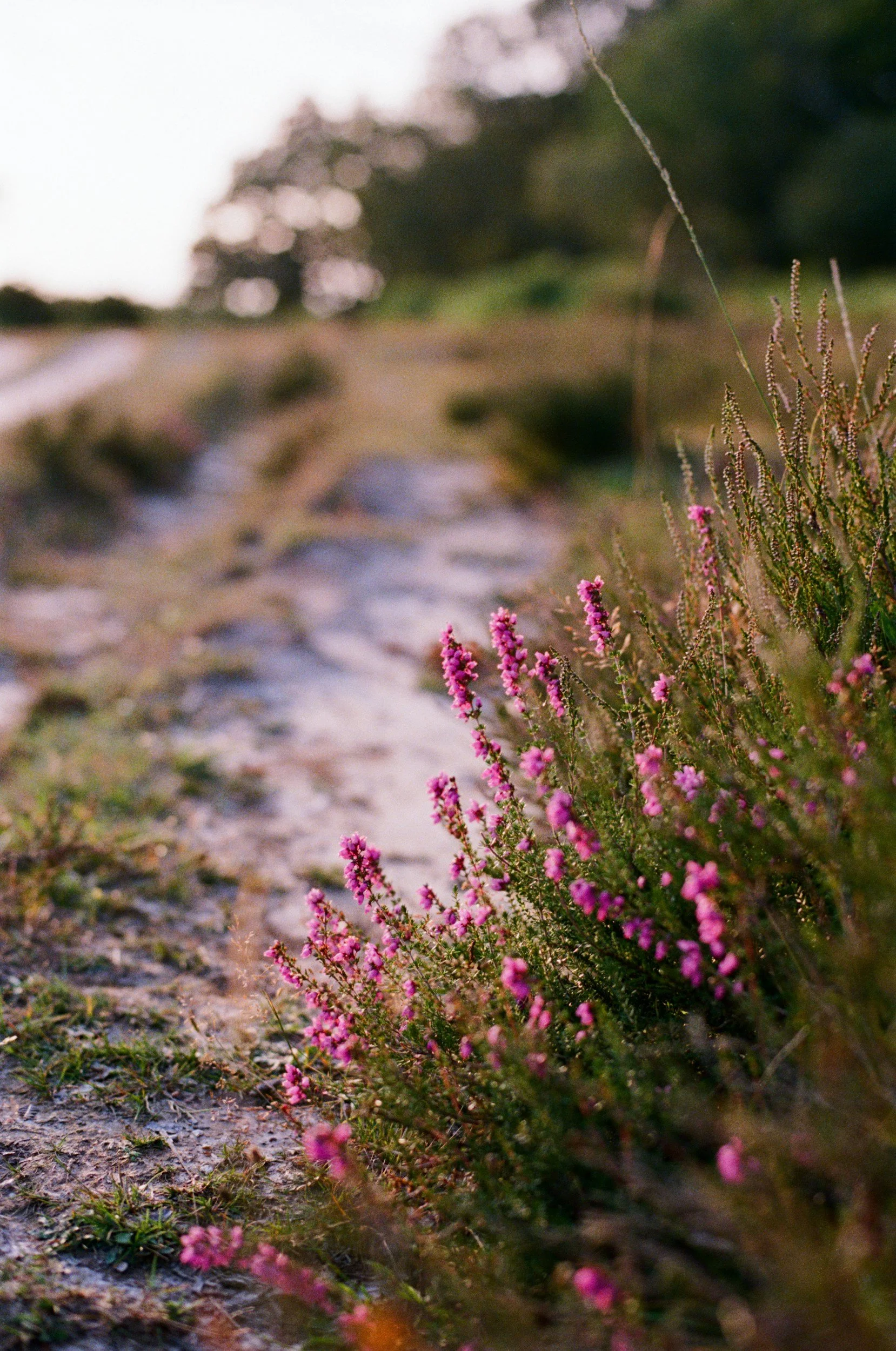 Close-up of pink and purple wildflowers growing beside a dirt path, with blurred trees in the background.