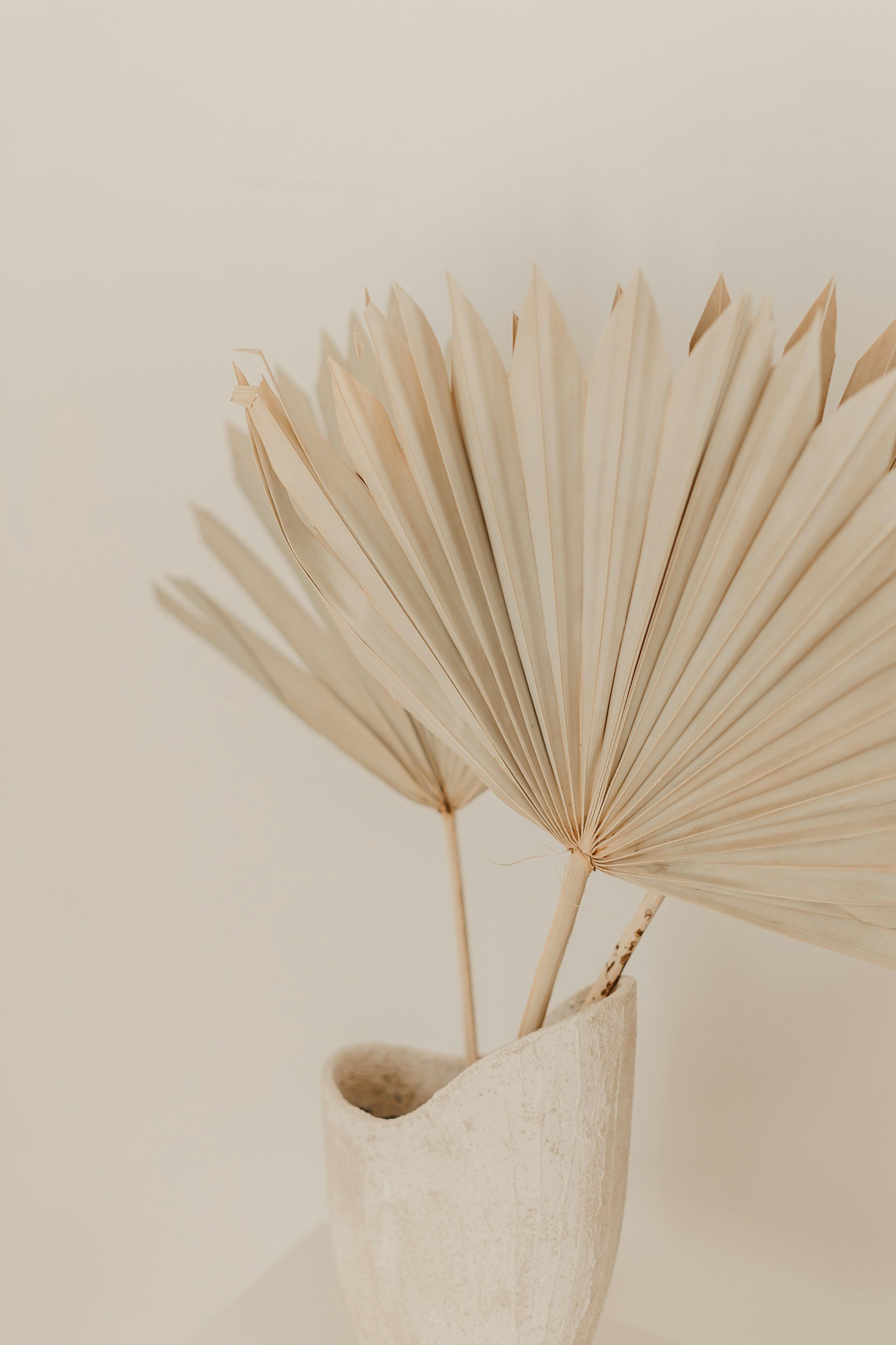 A dried palm leaf fan placed in a small white ceramic vase against a plain background.