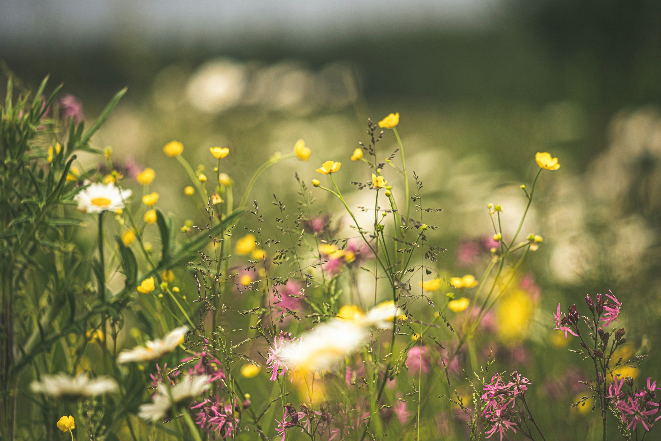 attachment therapy richmond hill