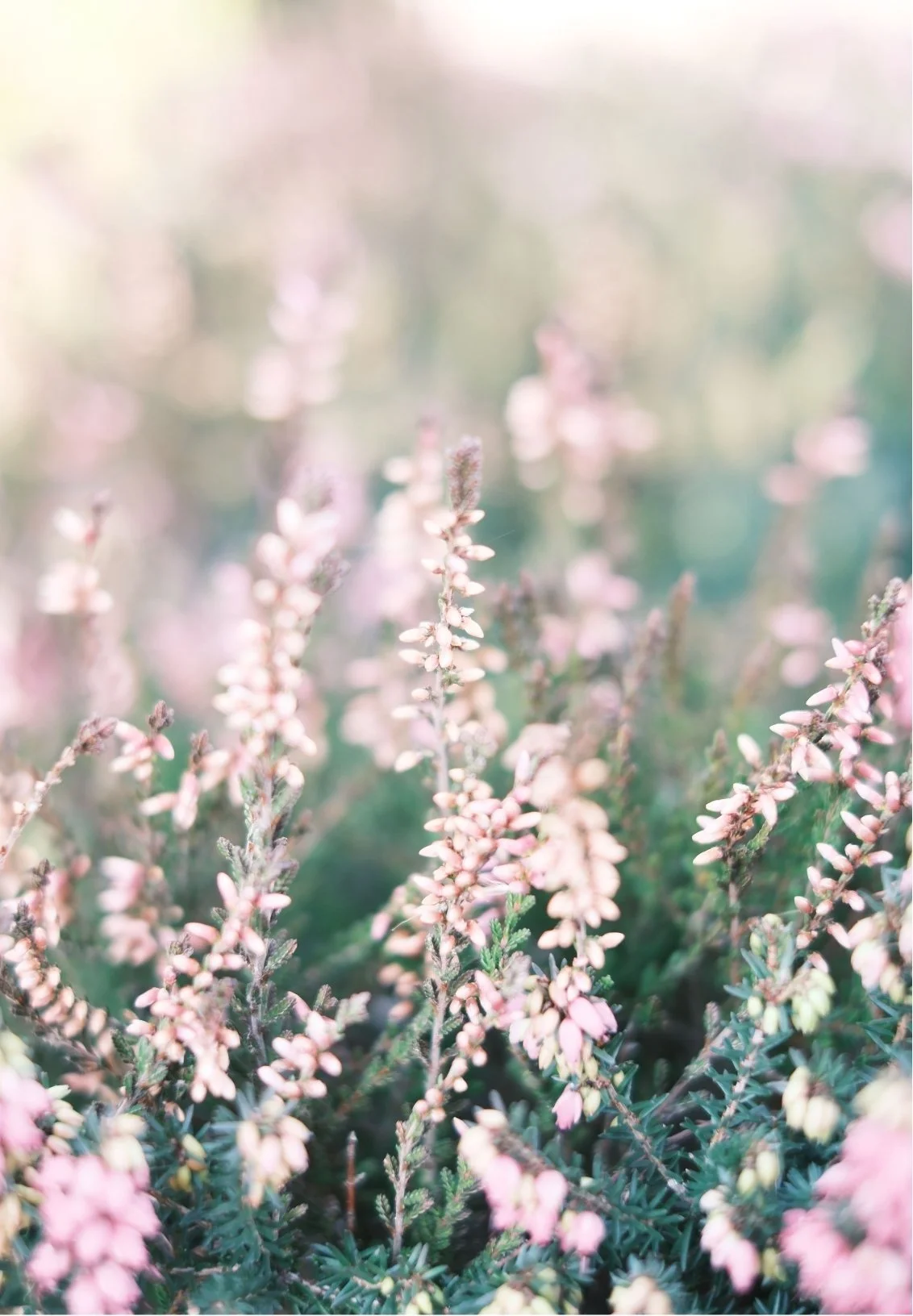 Close-up of pink and white heather flowers with green leaves in a garden, soft focus and pastel colors.