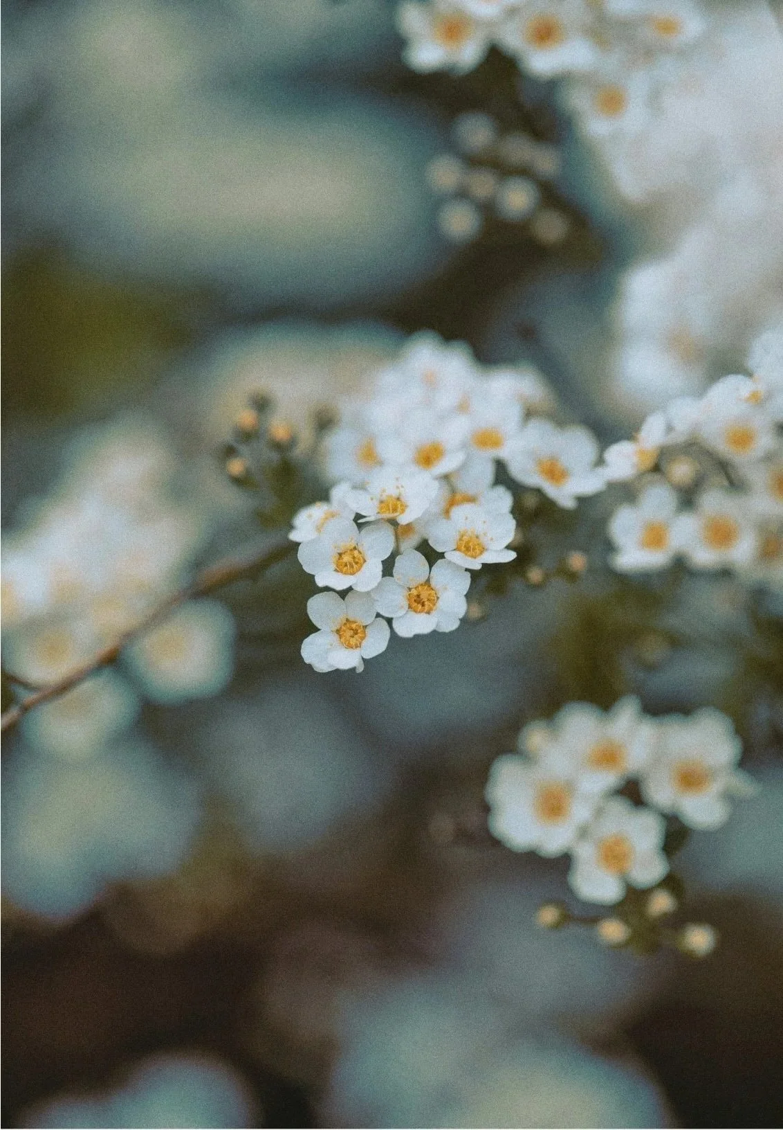 Close-up of small white flowers with yellow centers on a branch, out of focus background.