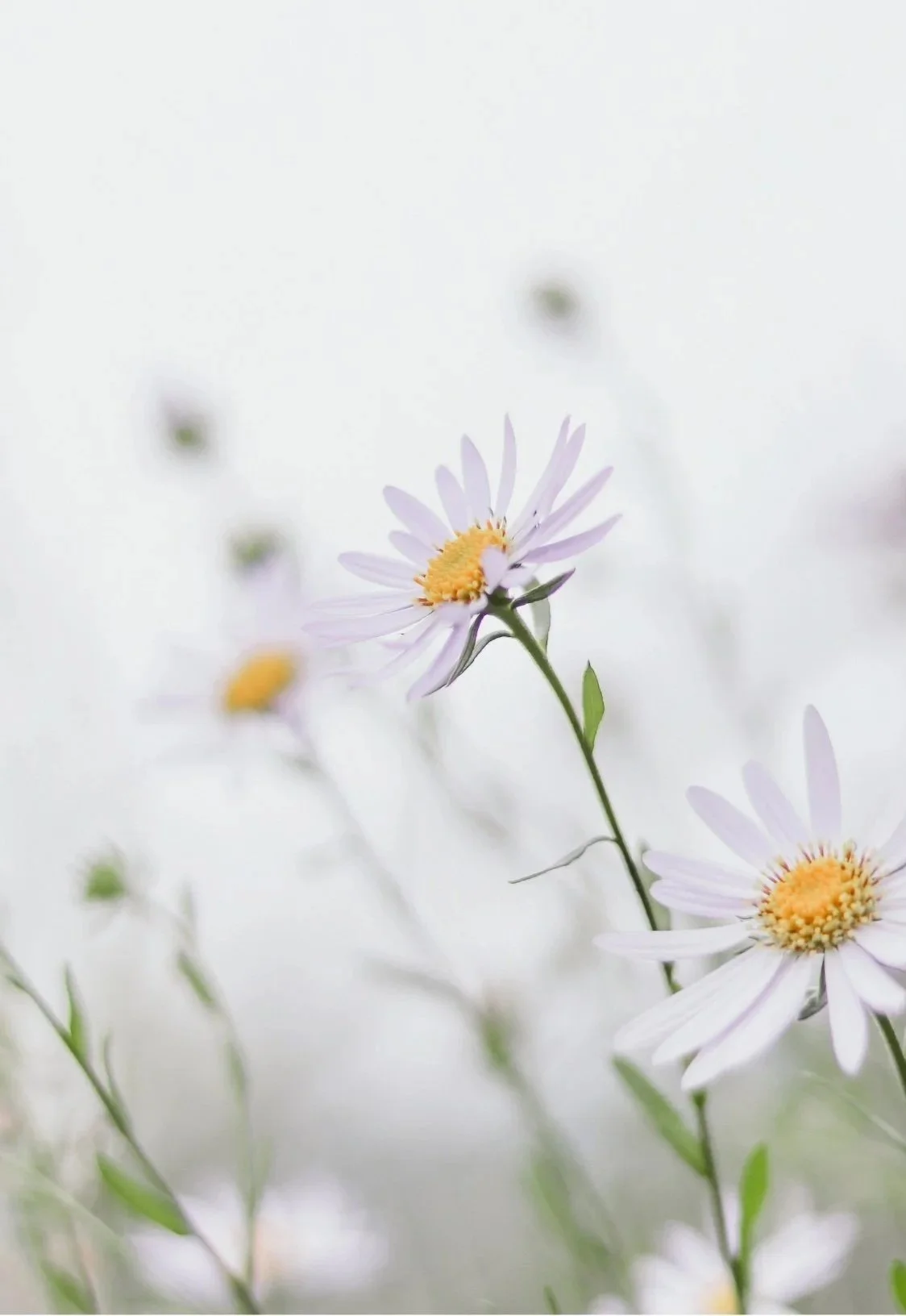 Close-up of light purple and white daisy-like flowers with yellow centers, on green stems against a blurred white background.