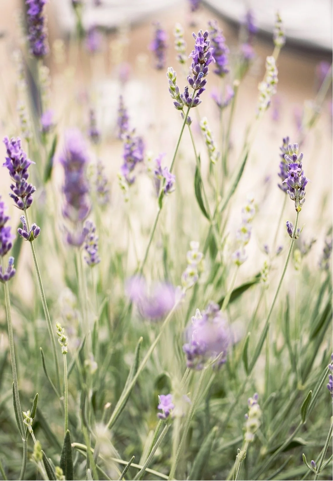 Close-up of lavender flowers with purple blossoms and green stems in soft focus.