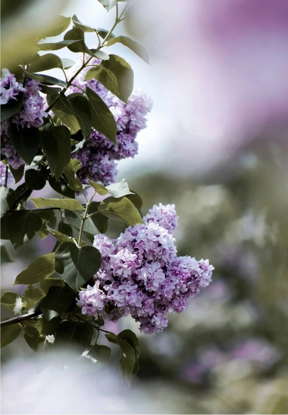 Close-up of purple lilac flowers and green leaves on a branch, with a blurred background.