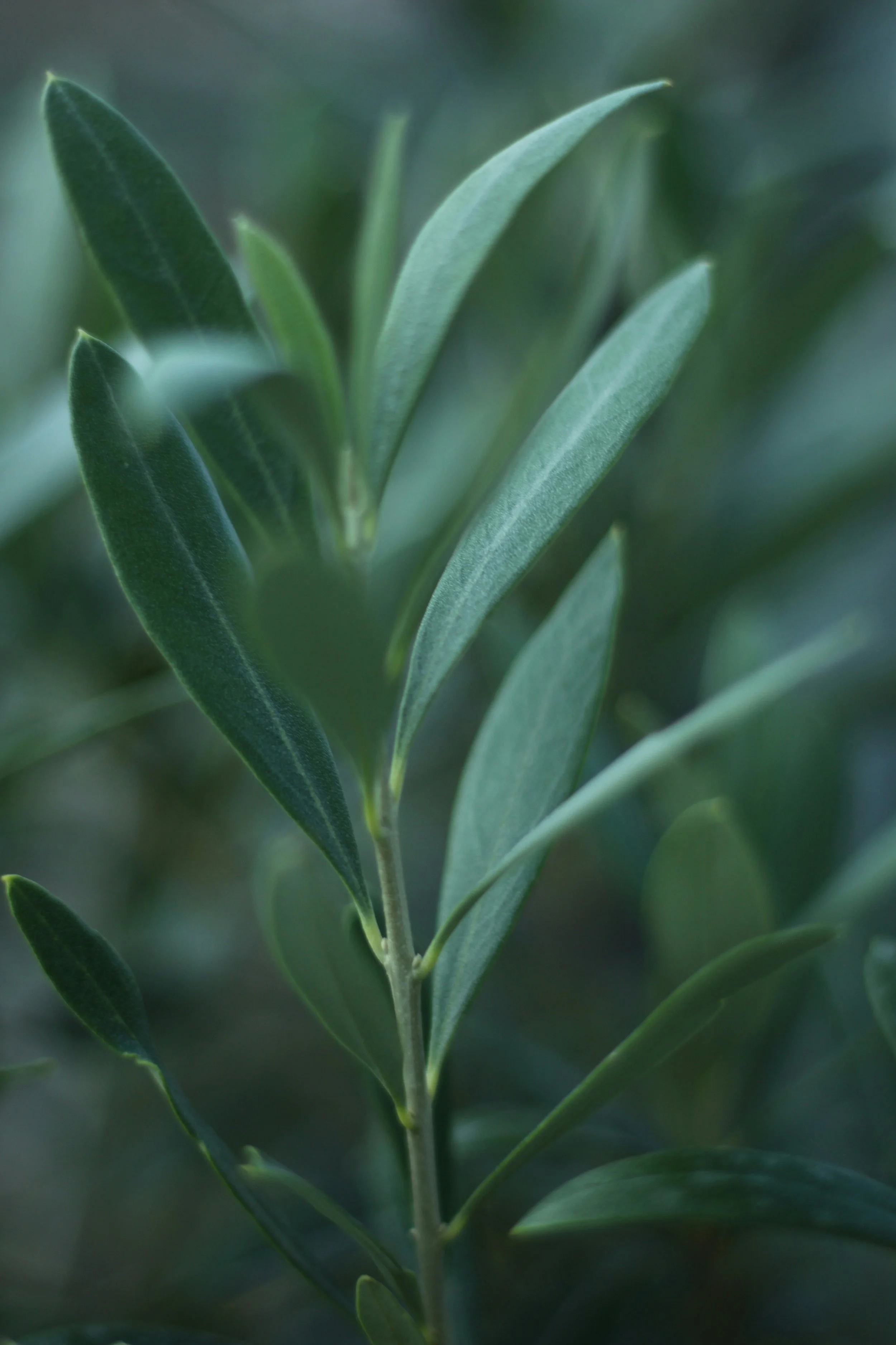 Close-up of green plant leaves with soft, blurred background.