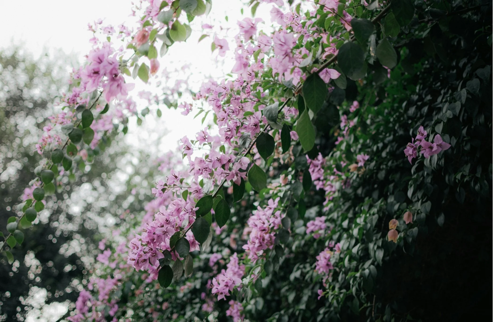 Pink flowers hanging on a shrub with dark green leaves, with sunlight shining through in the background.