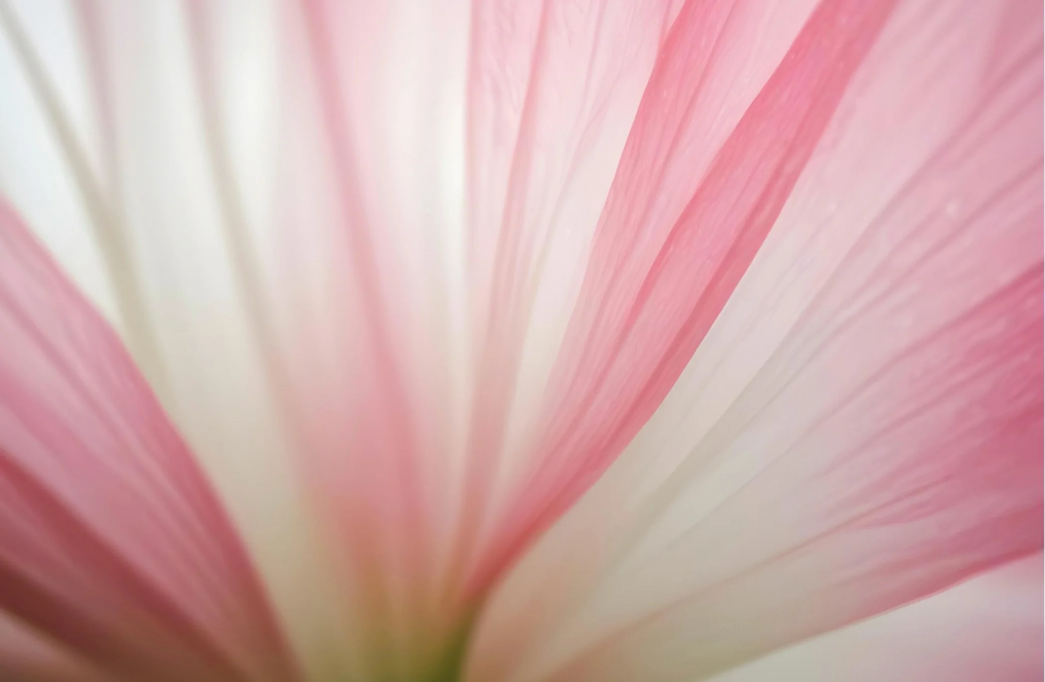 Close-up of pink and white flower petals with soft focus and delicate texture.