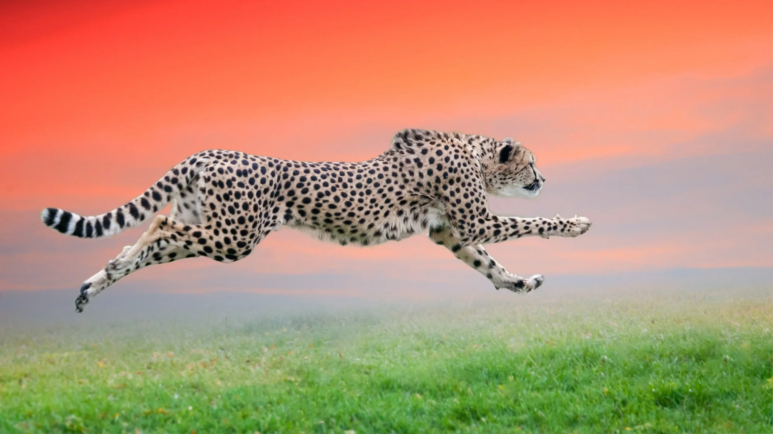 Cheetah Photo