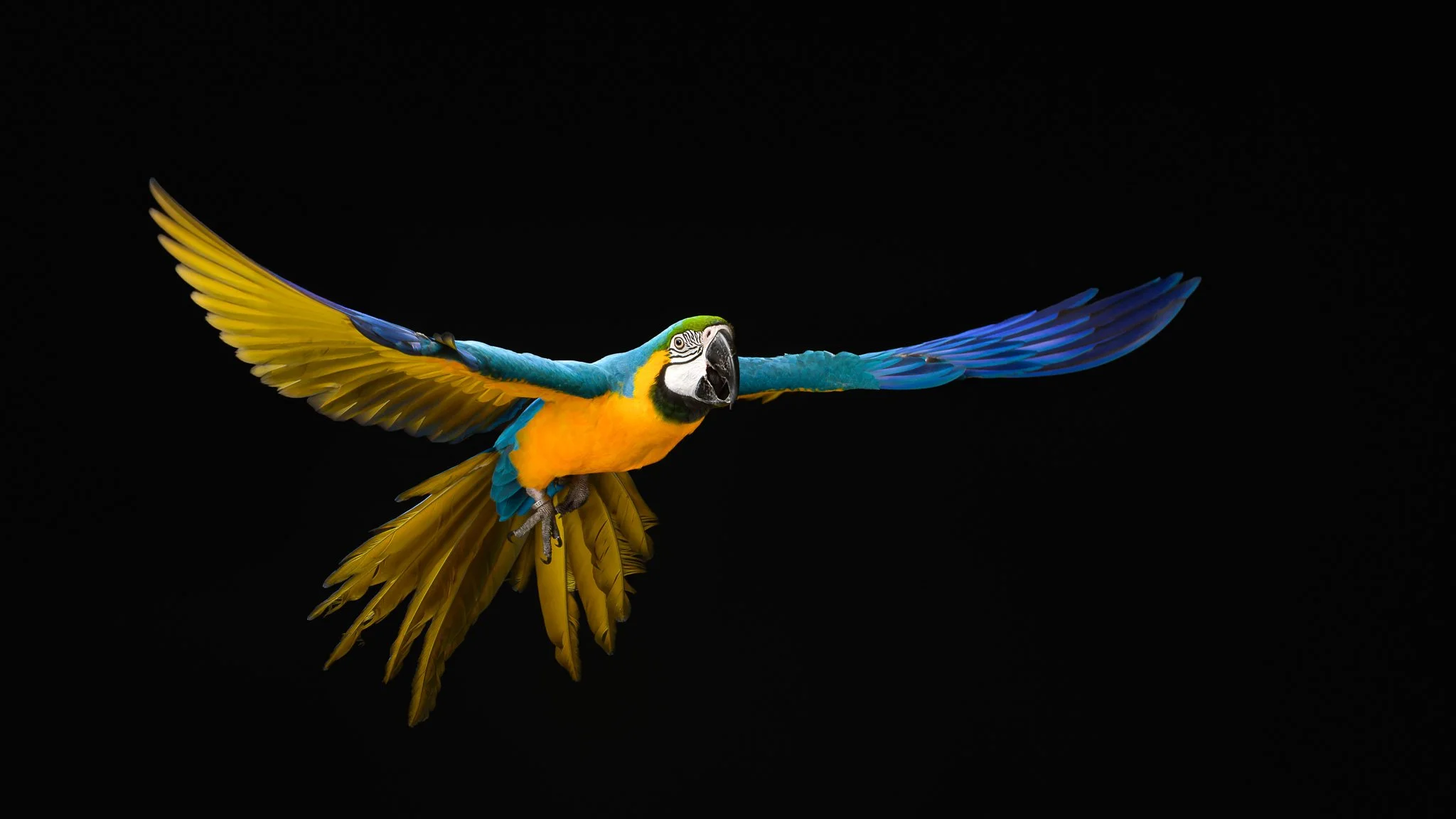 Blue-and-gold macaw flying toward the camera with wings fully spread against a solid black background.