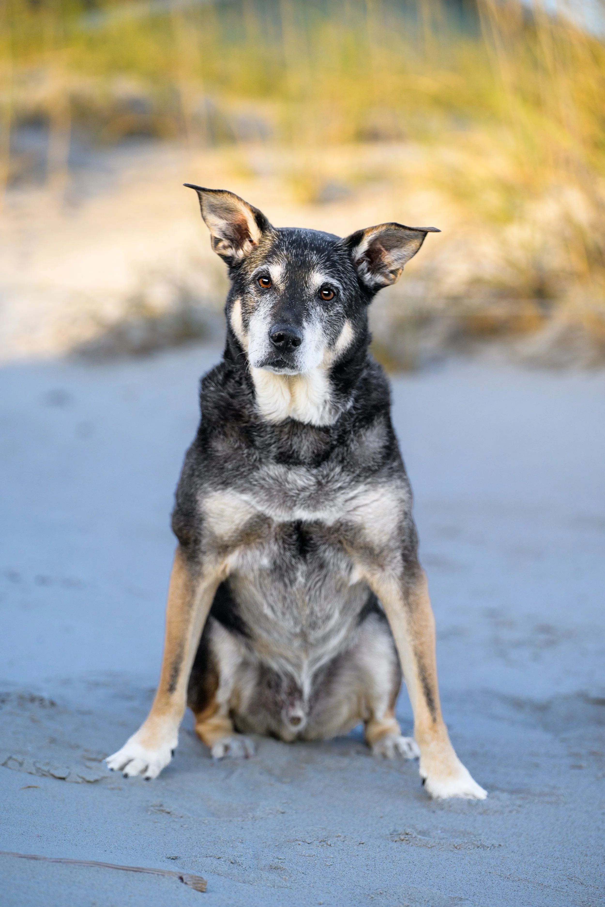 A gray-muzzled senior shepherd mix sits in the sand in front of the dunes, ears up and looking straight at the camera.