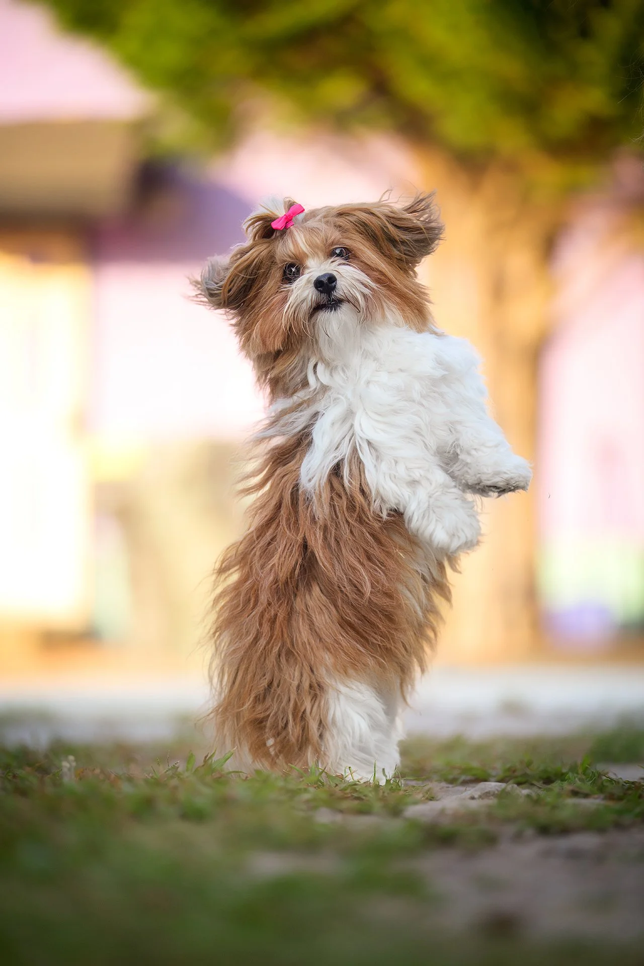 Fluffy brown-and-white Shih Tzu dog with a pink bow standing on grass outdoors