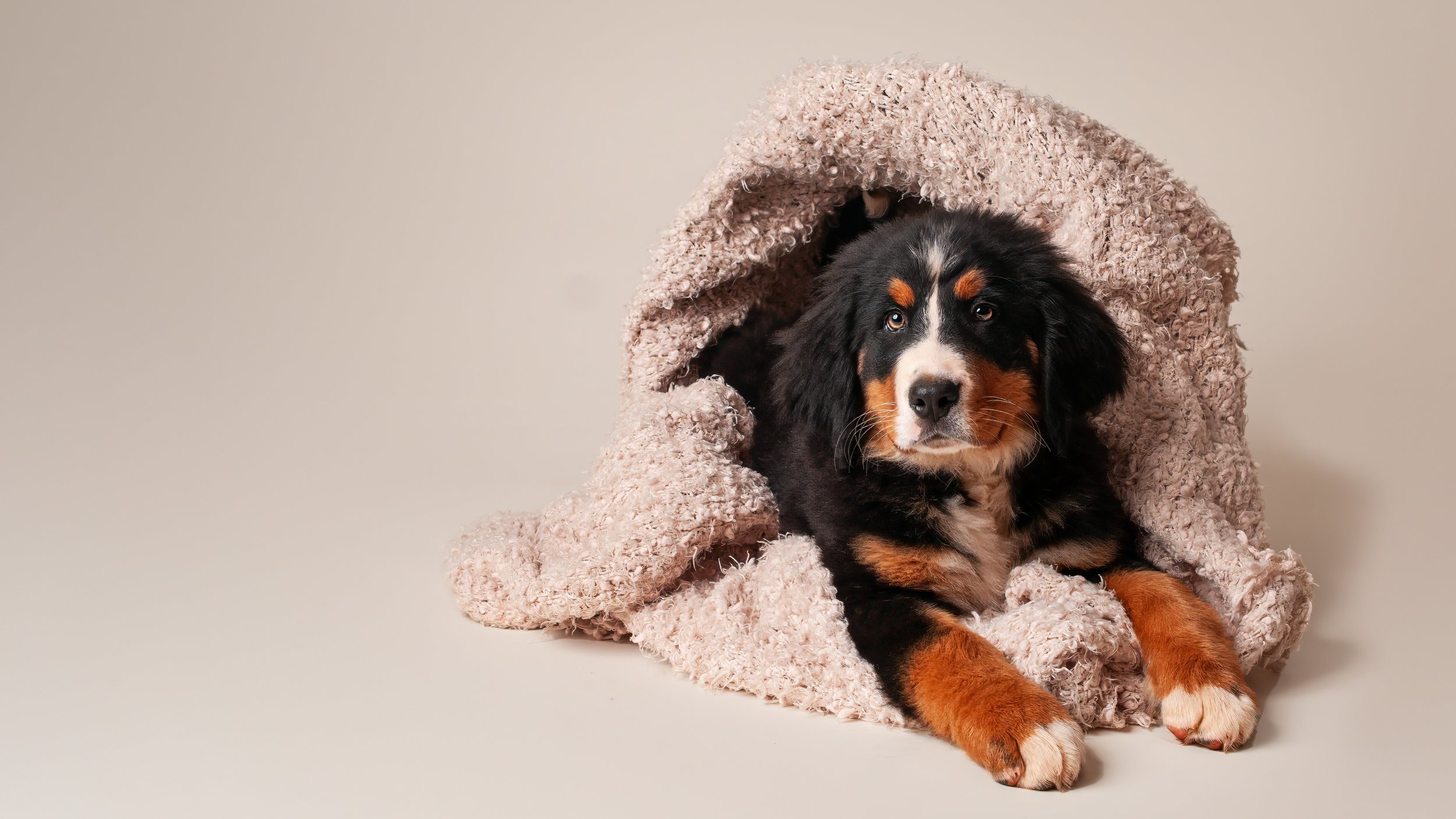Four month old Bernese Mountain Dog puppy named Cody lying wrapped in a soft pink blanket on a cream backdrop, looking at the camera.