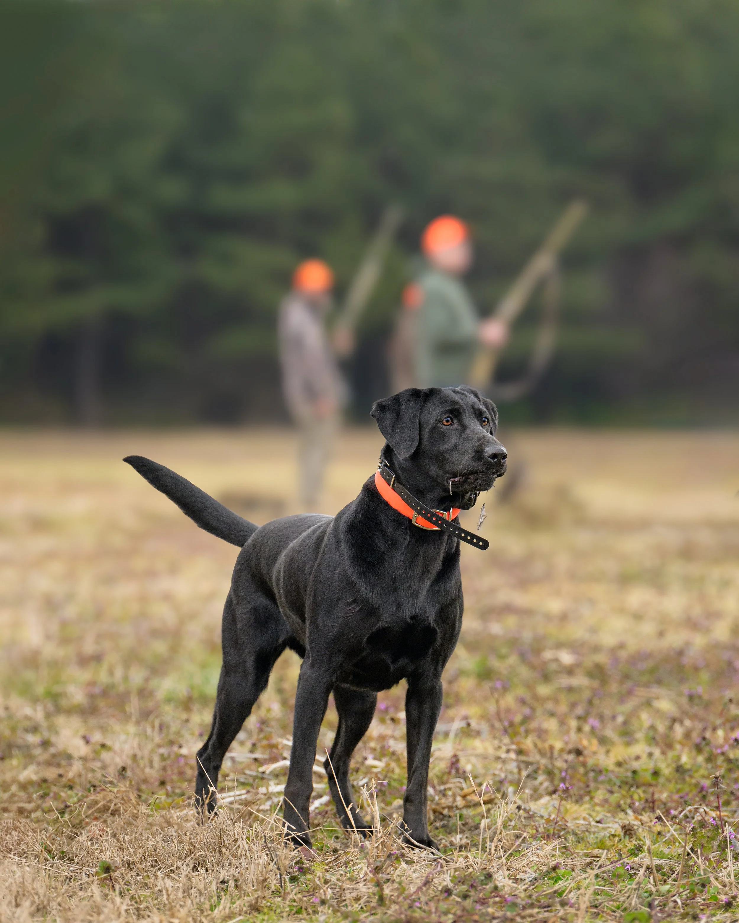 Black Labrador retriever wearing an orange collar standing in a grassy field