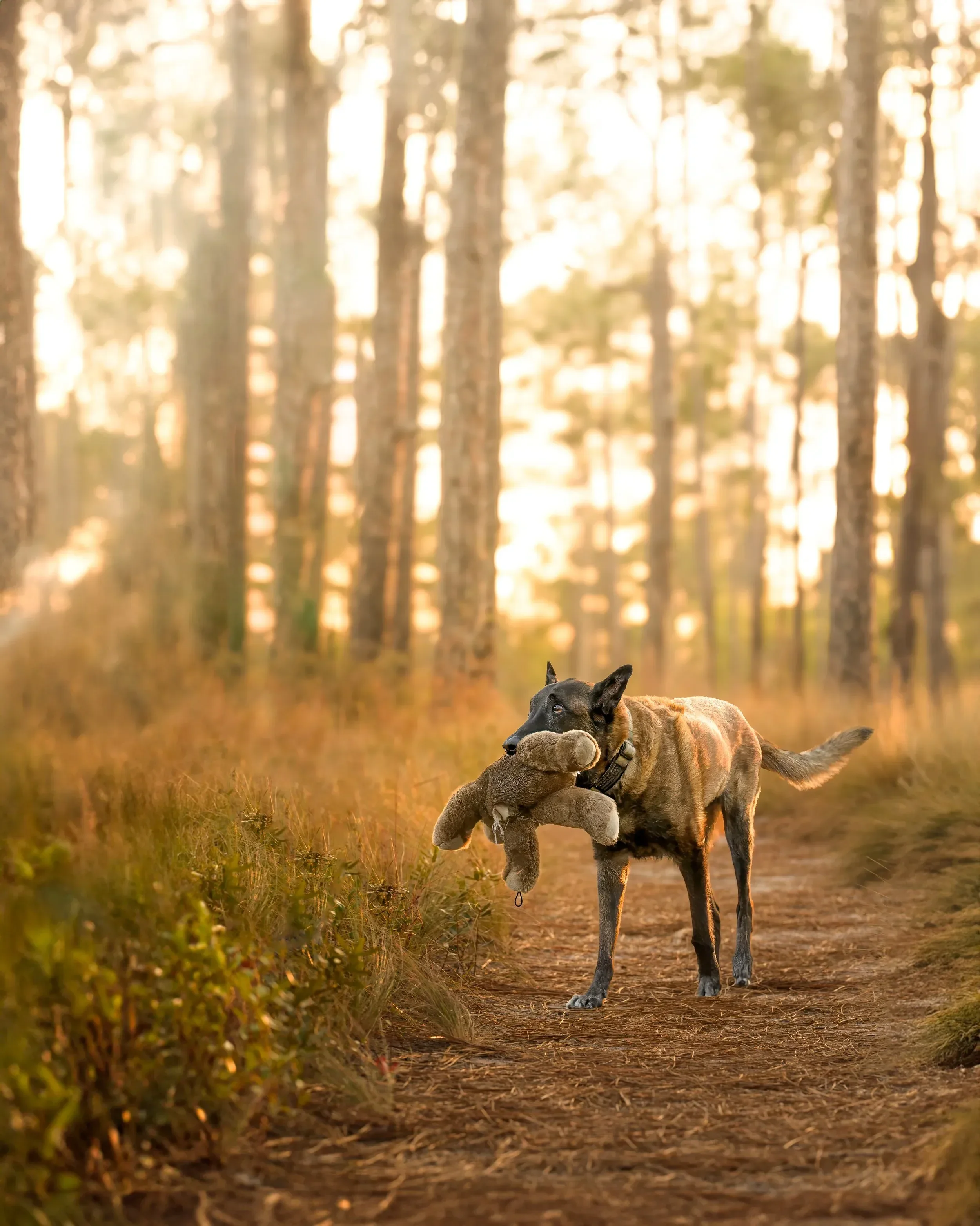 jennifer-wakefield-photography-belgian-malinois-teddy-bear-croatan-national-forest-legacy-session.jpg