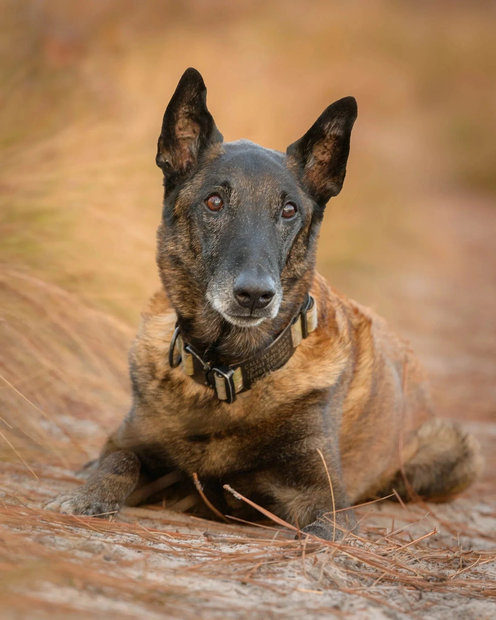 jennifer-wakefield-photography-senior-belgian-malinois-portrait-patsy-pond.jpg