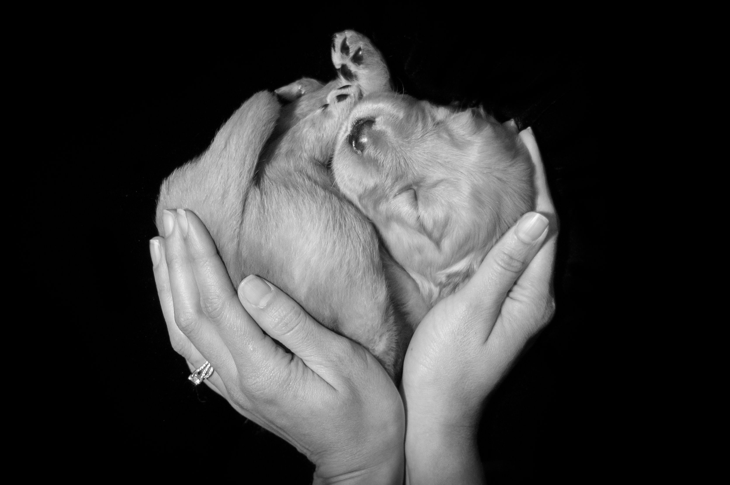 golden-retriever-one-week-old-puppy-in-breeders-hands-black-and-white.jpg 