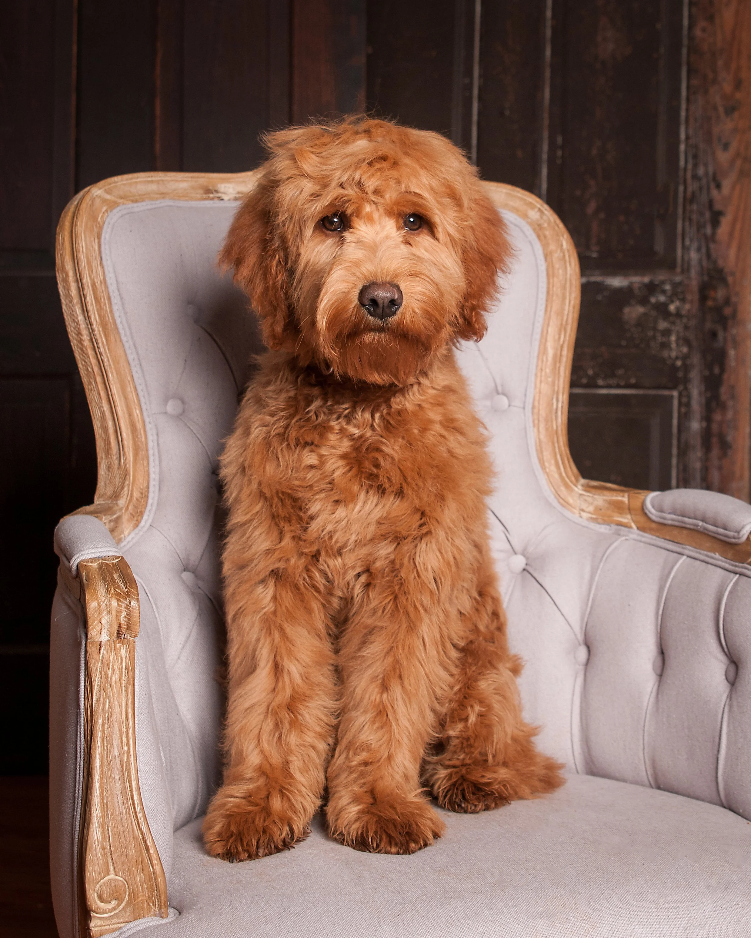 doodle-palmer-6-months-grey-tufted-chair-studio.jpg 