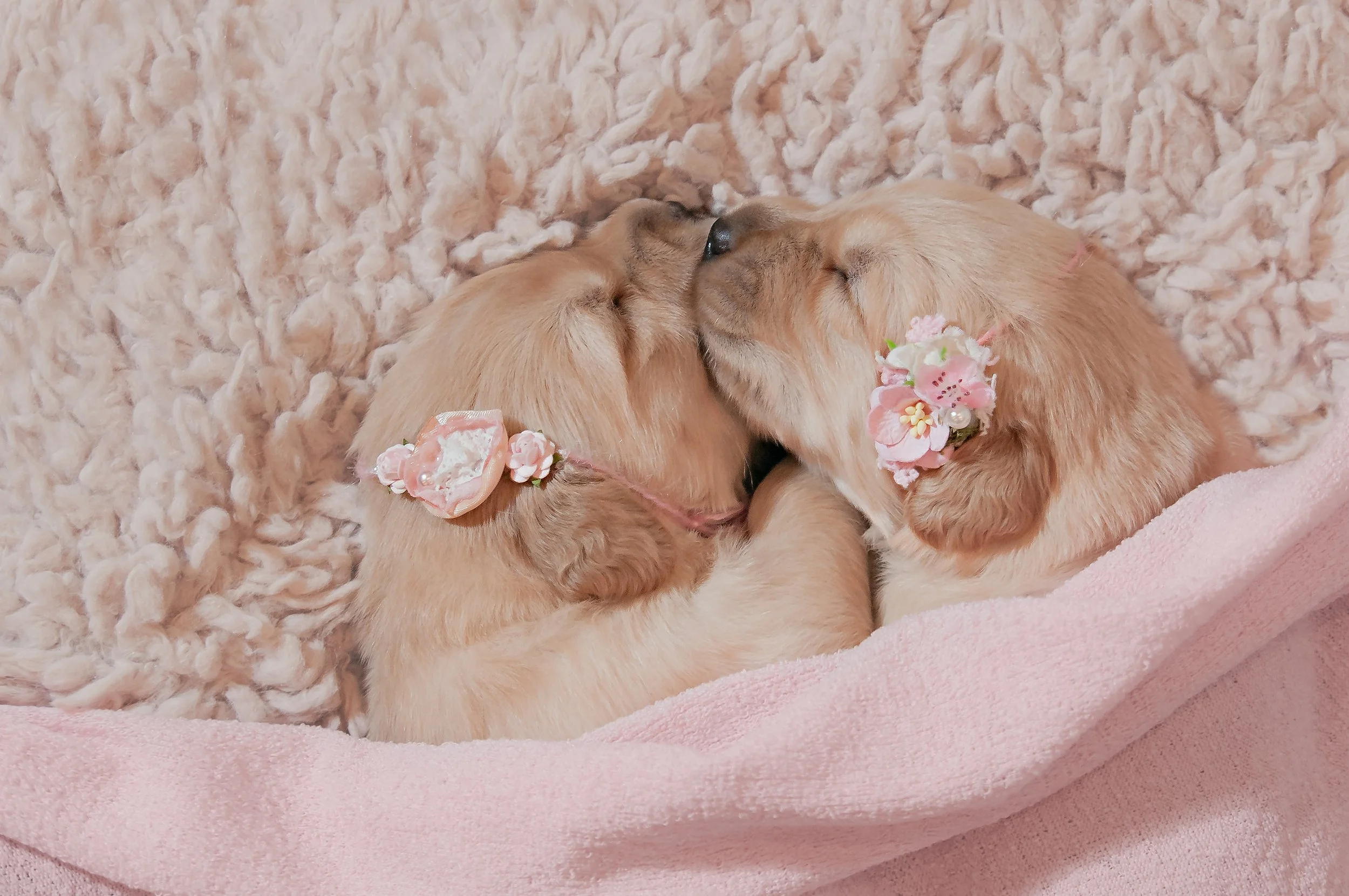 golden-retriever-one-week-old-puppies-nose-to-nose-breeder-home.jpg 