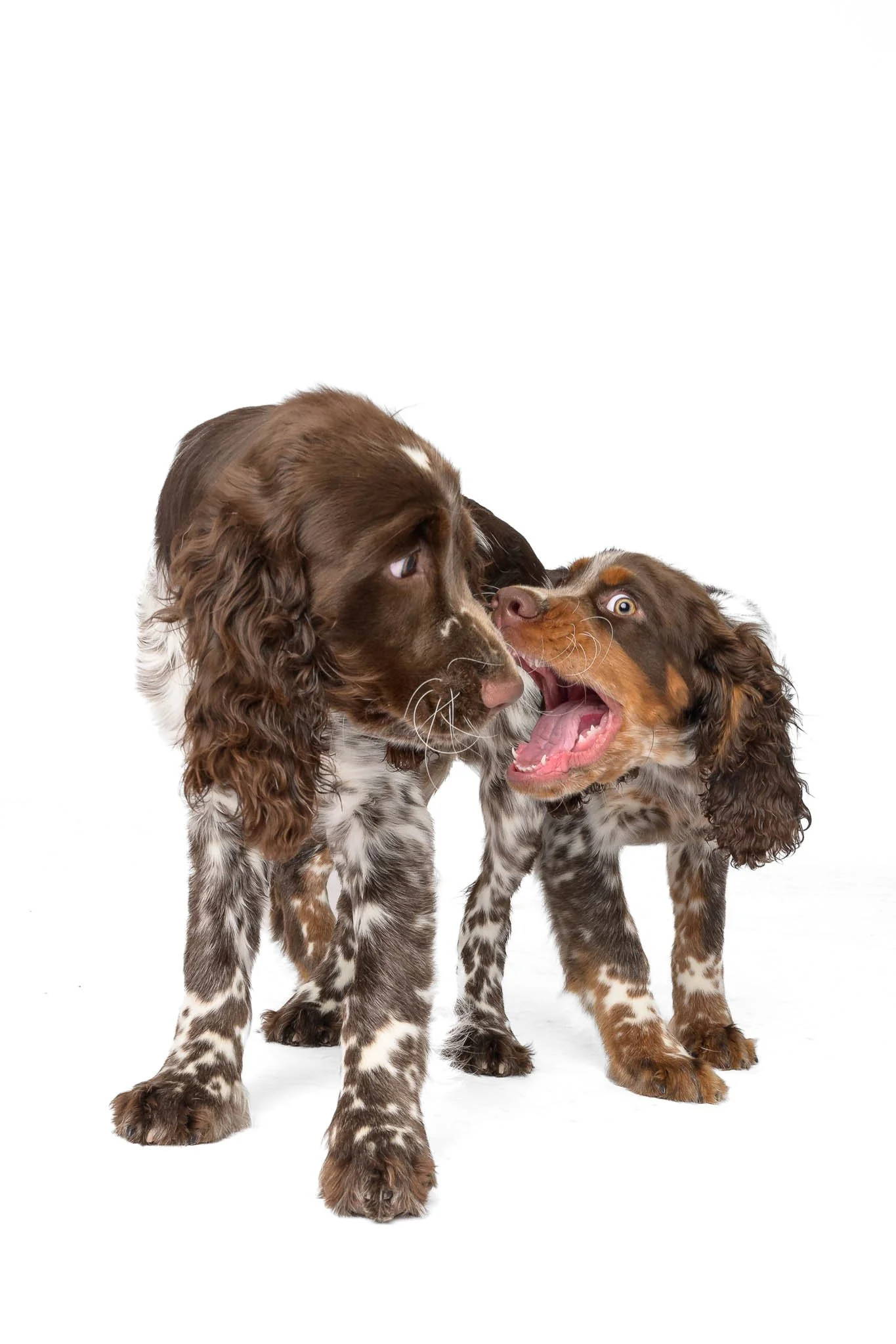 english-springer-spaniel-puppies-4-months-playing-studio-nc.jpg  
