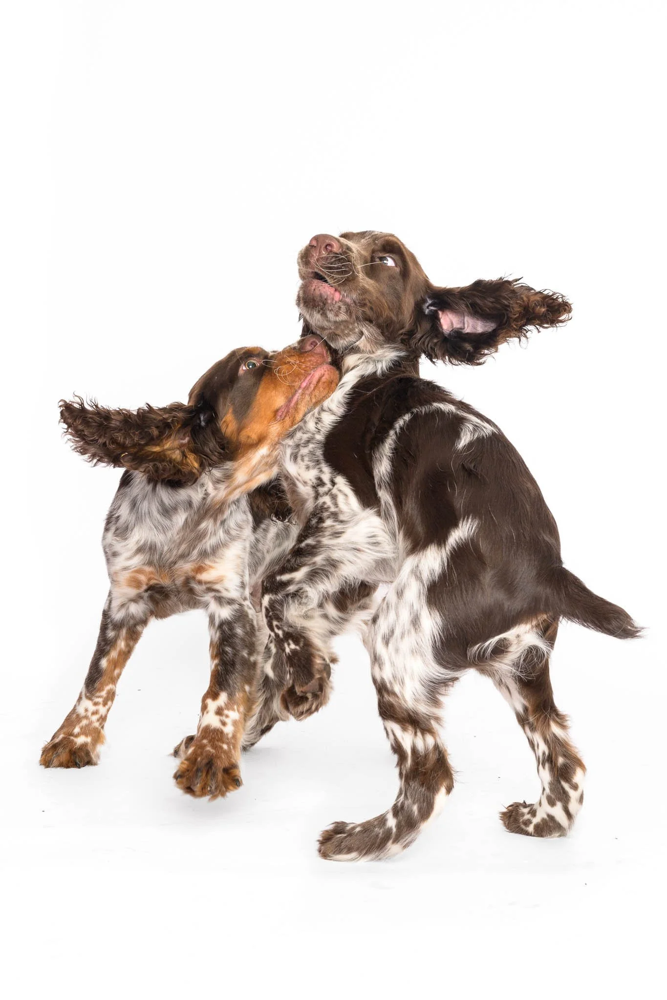 english-springer-spaniel-littermates-4-months-ears-flying-studio-nc.jpg   