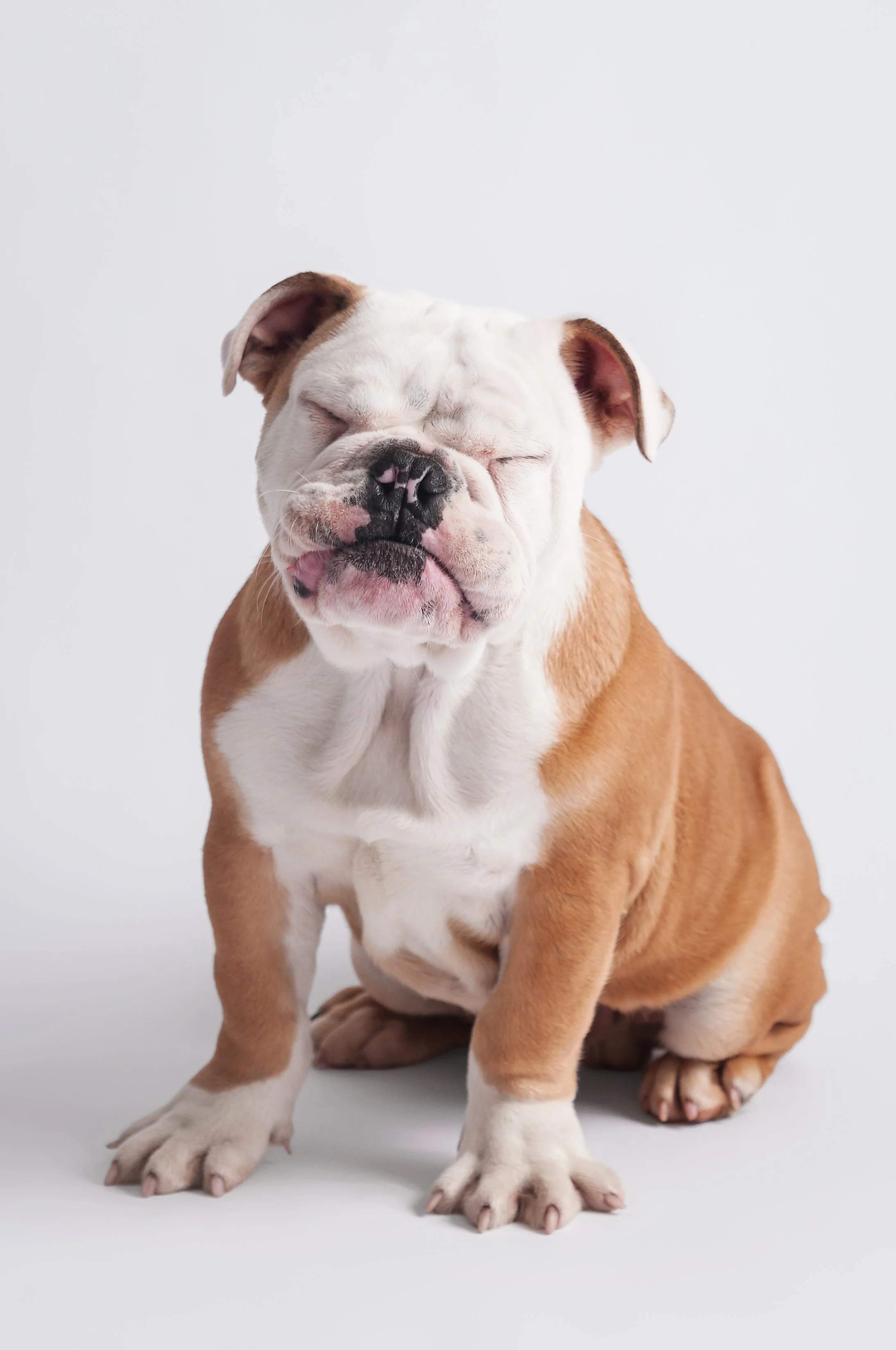 : bulldog-puppy-hollywood-4-months-squinting-studio.jpg 