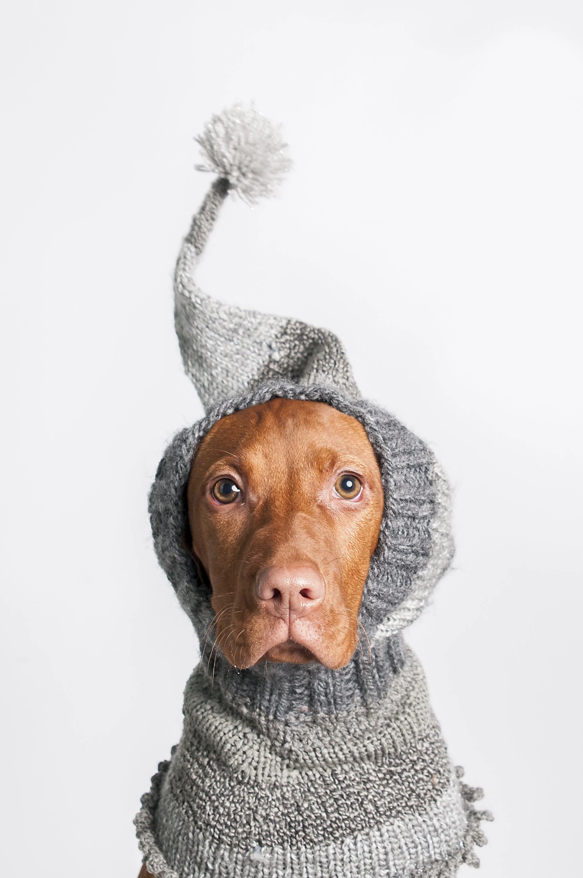 hungarian-vizsla-puppy-4-months-knit-pom-pom-hat-studio.jpg