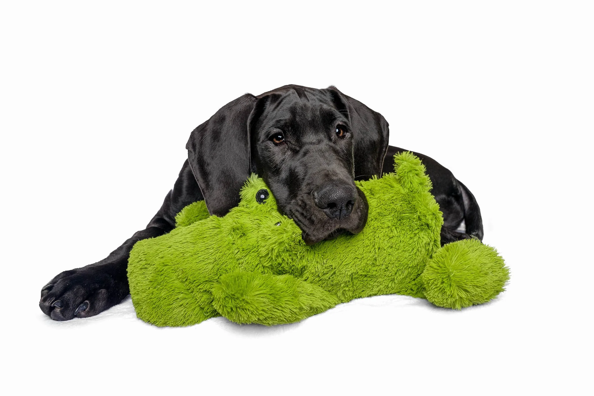 great-dane-killian-3-months-green-stuffed-toy-studio-nc.jpg