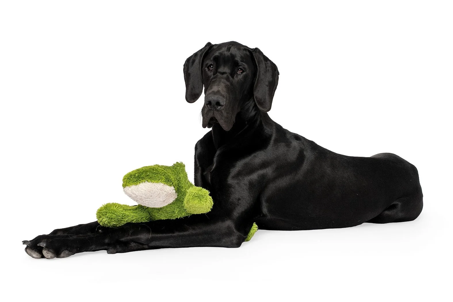 great-dane-killian-6-months-green-stuffed-toy-studio-nc.jpg 
