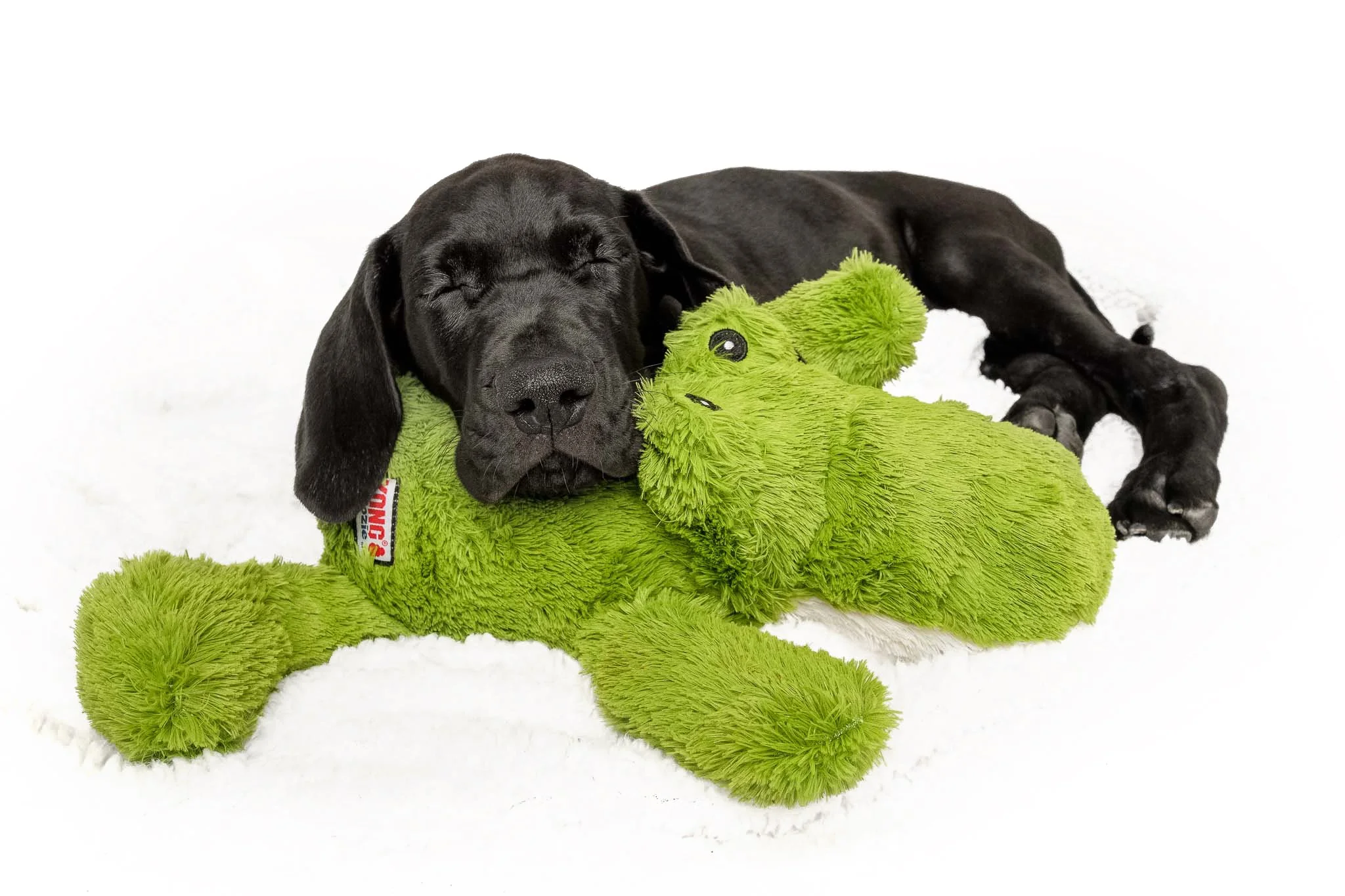 great-dane-killian-8-weeks-green-stuffed-toy-studio-nc.jpg 