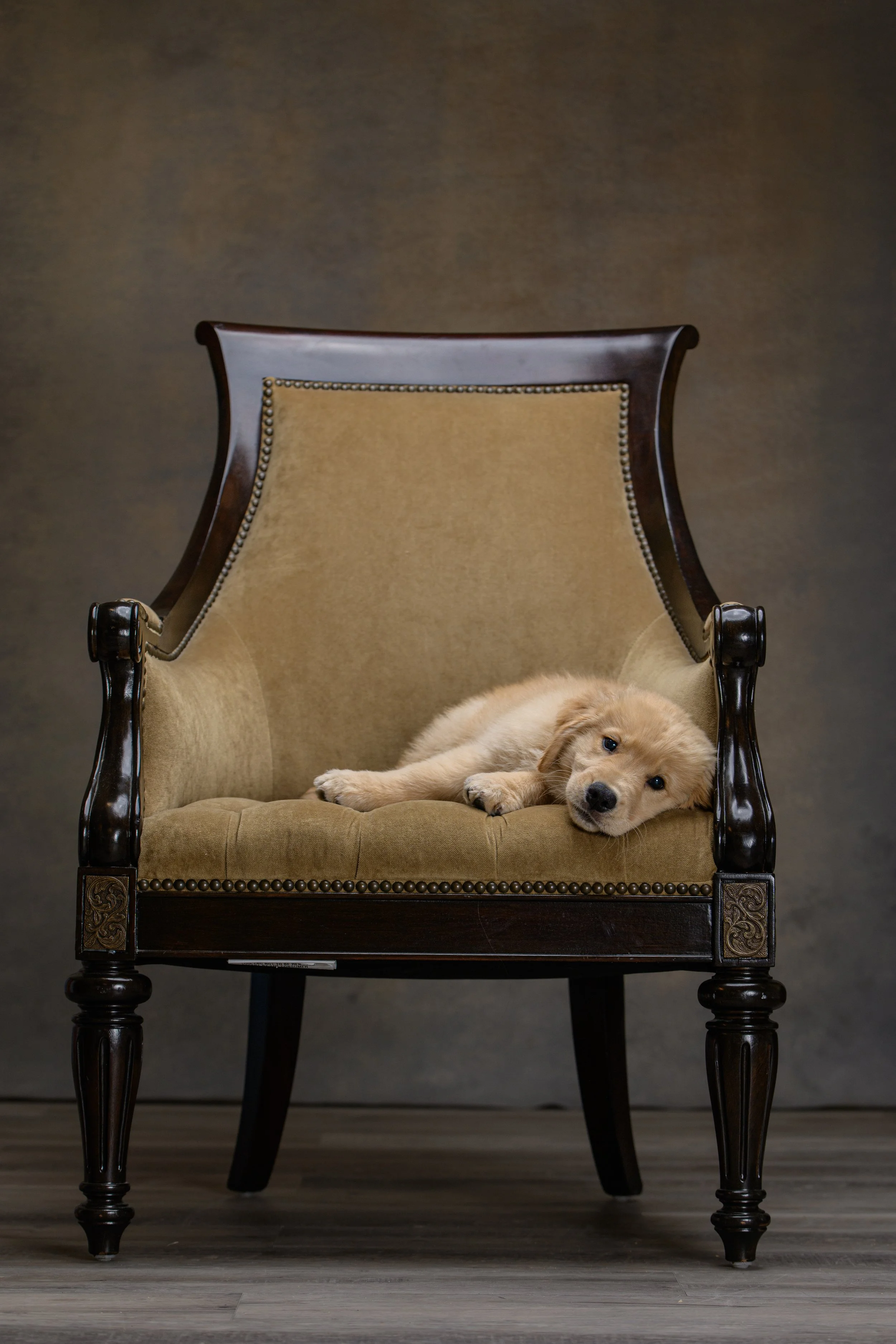  golden-retriever-puppy-3-months-asleep-velvet-armchair-studio-nc.jpg 