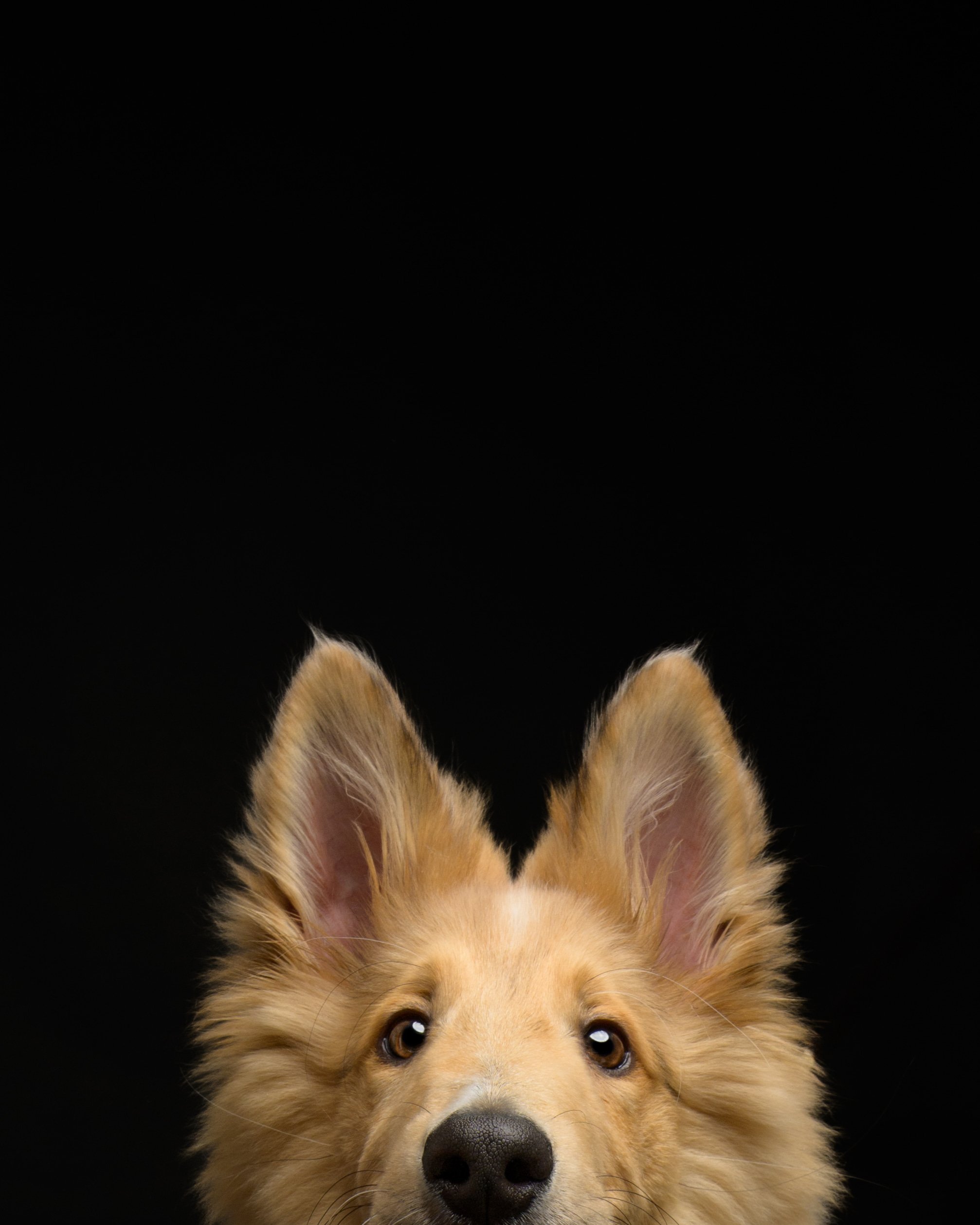 rough-collie-puppy-ferris-ears-peeking-black-background.jpg 