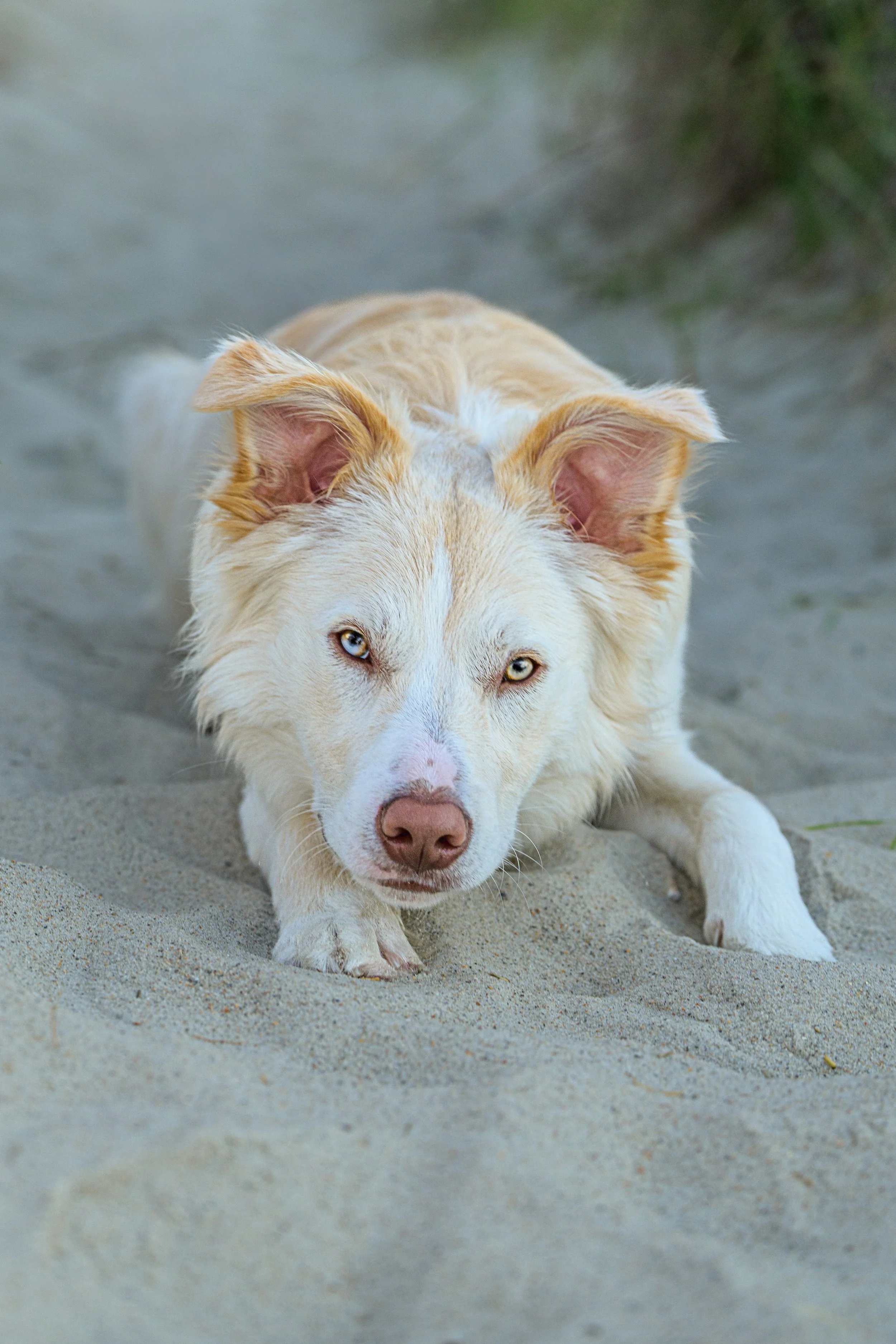 2577_20260516_CrystalCoastDog-Edit.jpg
