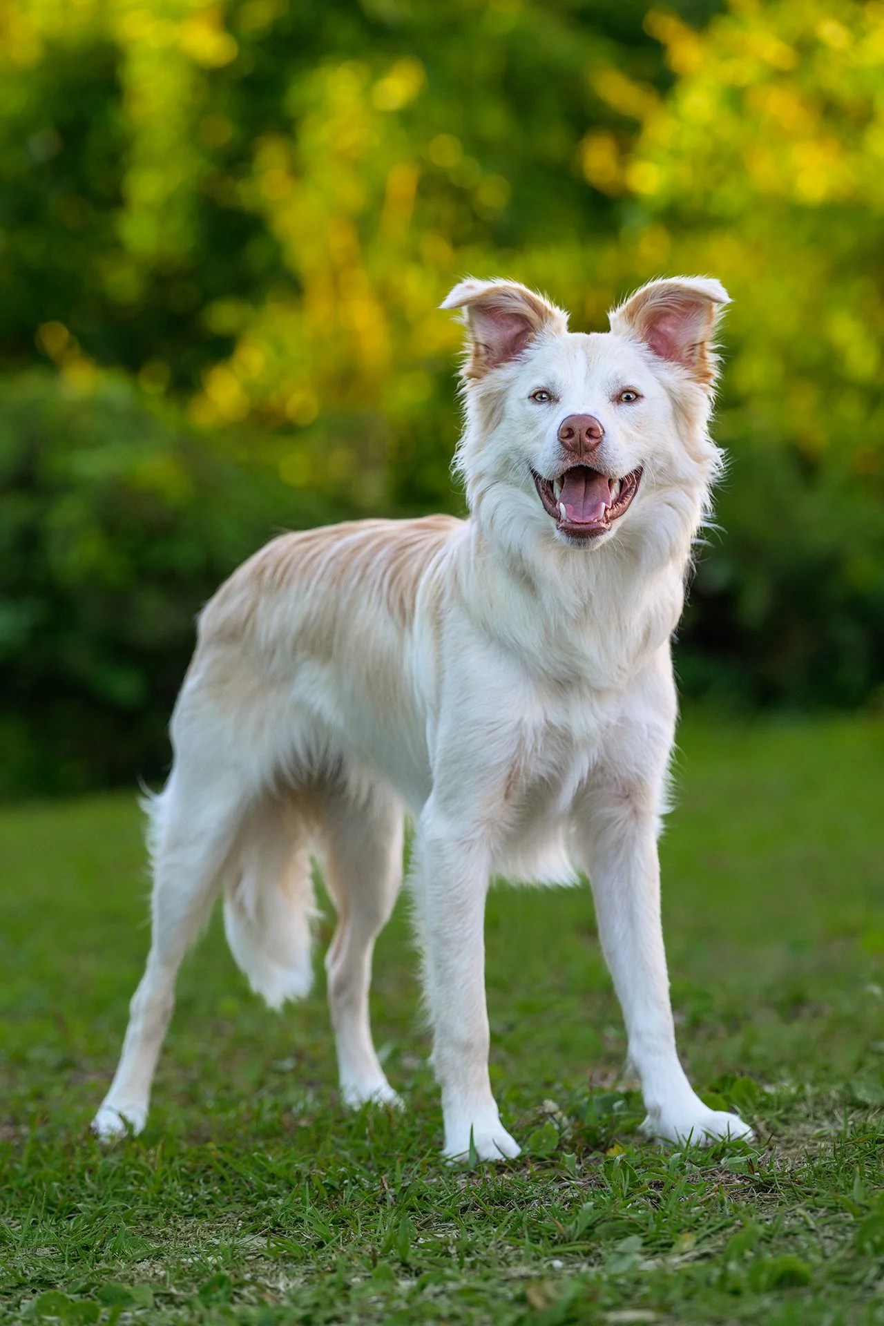 2590_20260516_CrystalCoastDog-Editweb.jpg