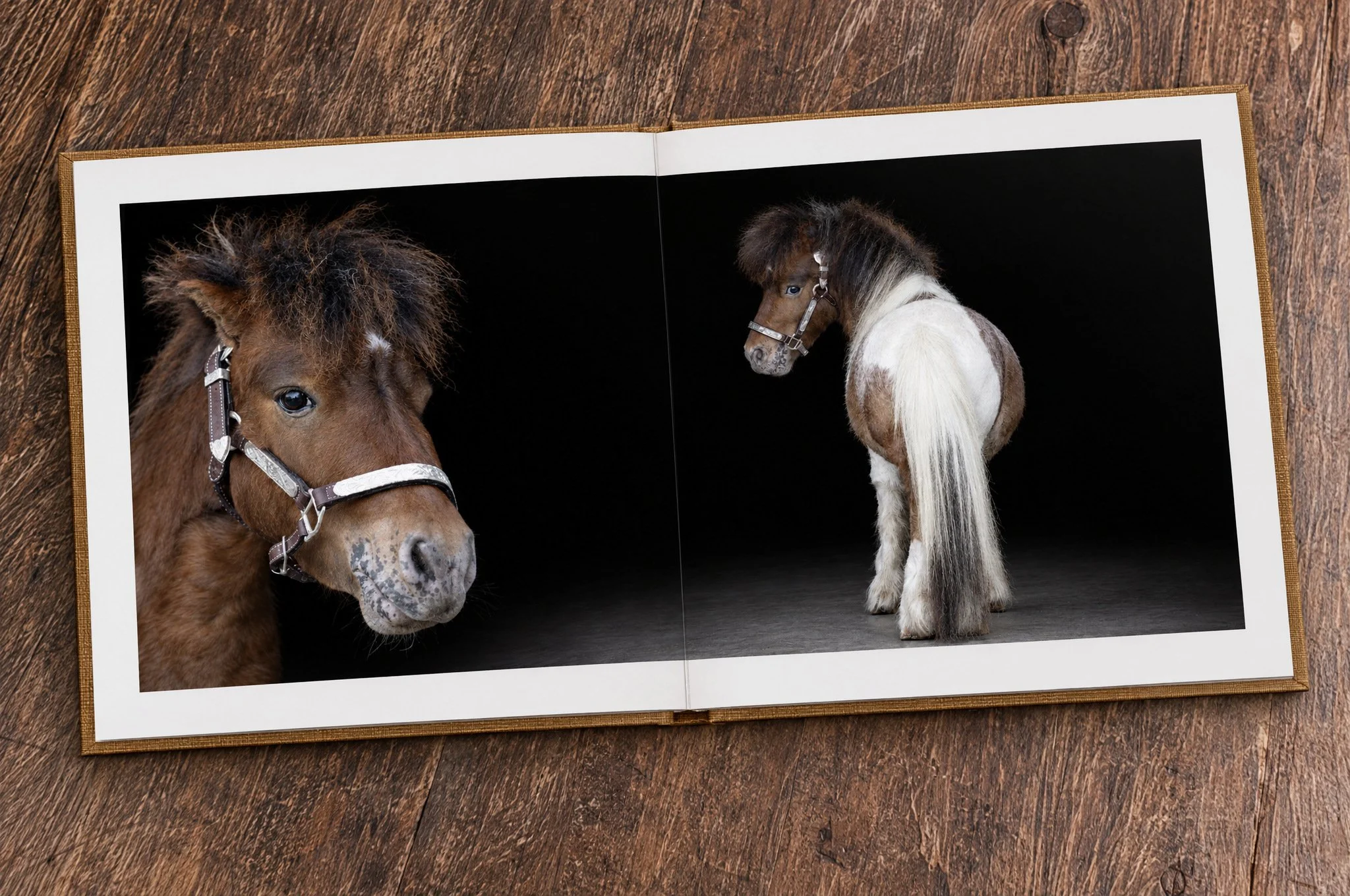 Open fine art album on a wood table showing two portraits of a brown and white miniature horse in a silver show halter, one close-up and one looking back over the shoulder