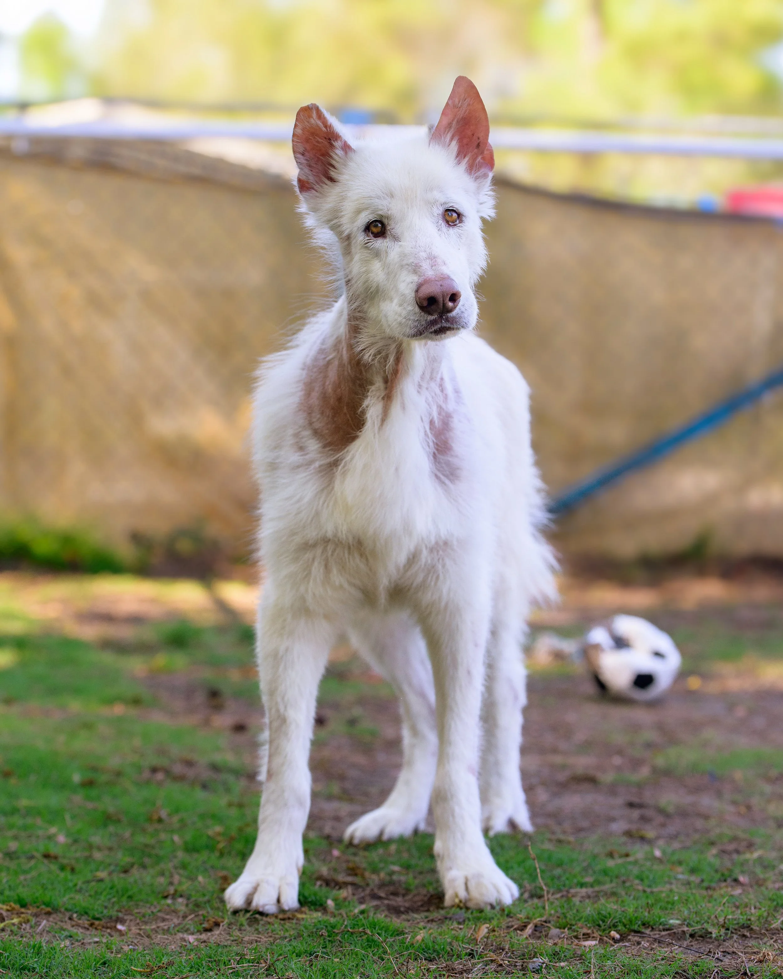2443_20250409_CrystalCoastDog.jpg