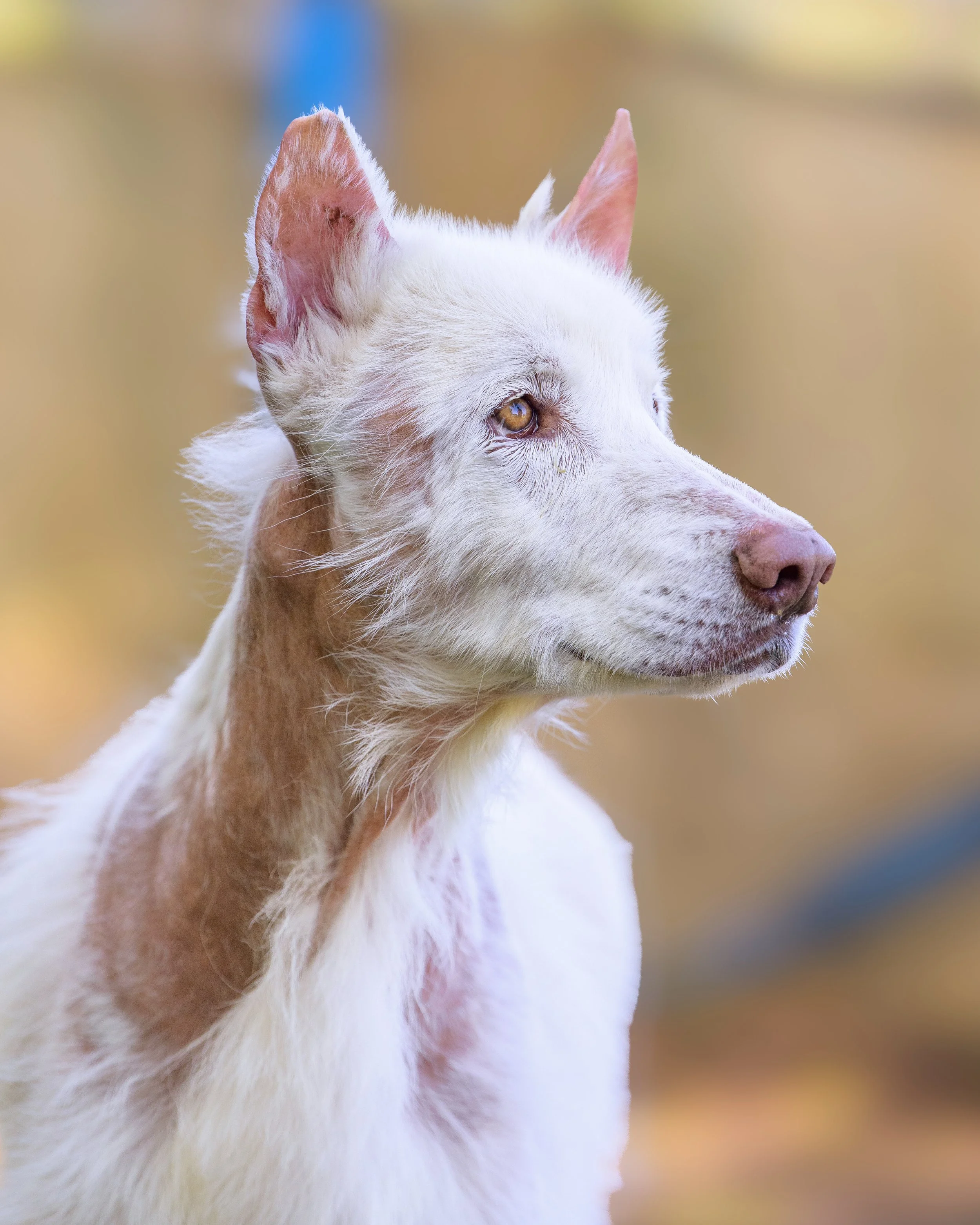 2465_20250409_CrystalCoastDog.jpg