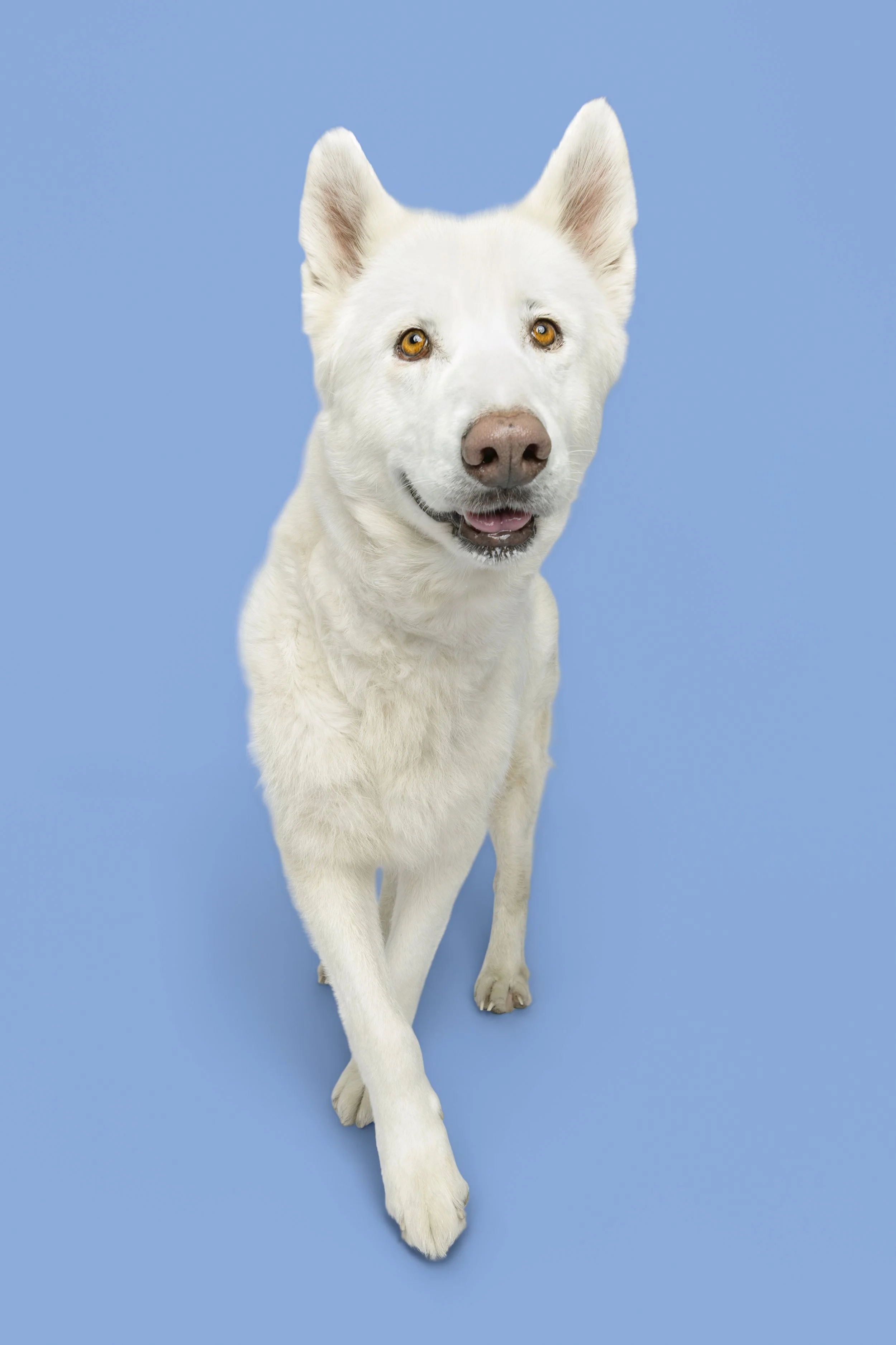 9035_20250602_CrystalCoastDog_ copy-evoto.jpg