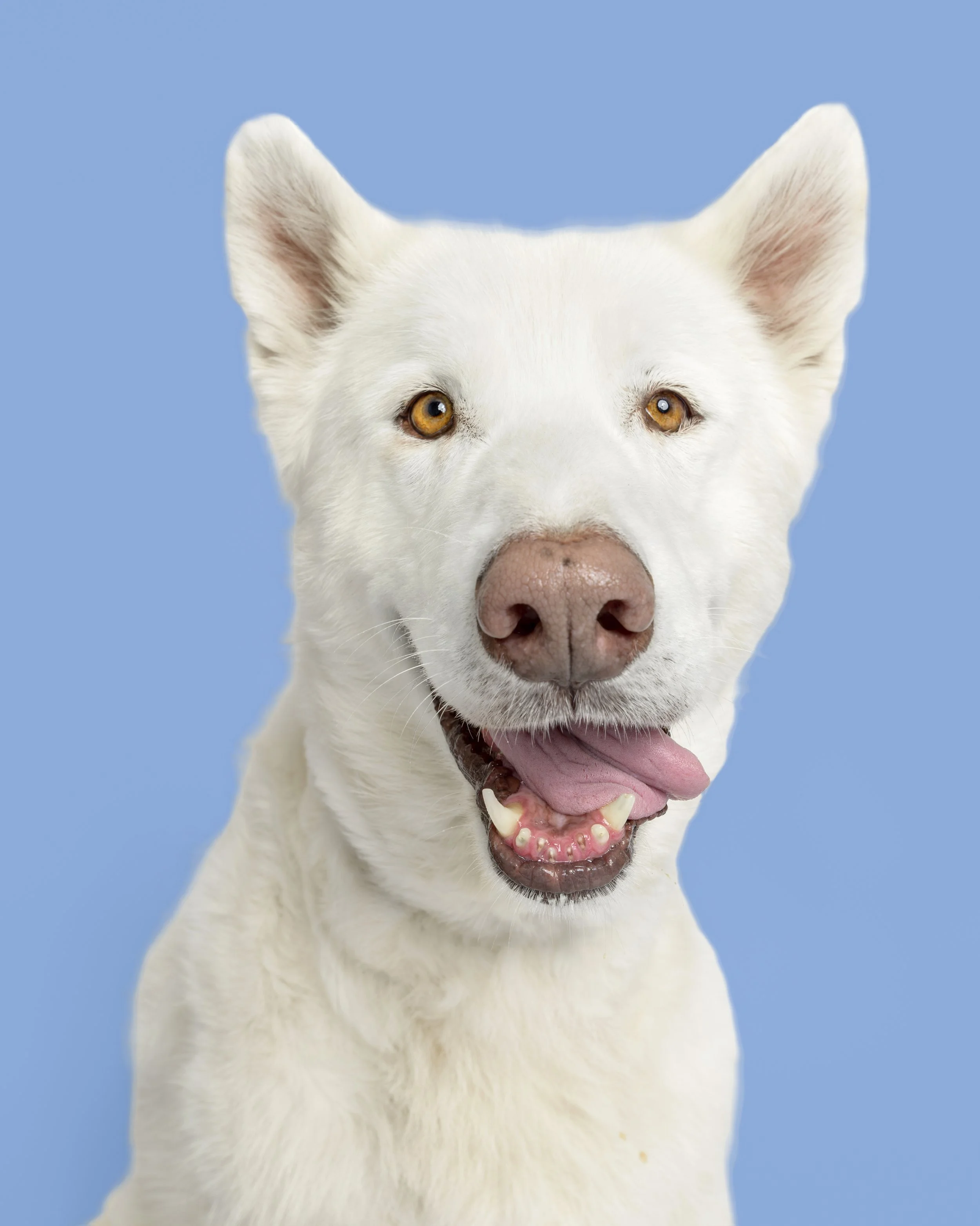 9067_20250602_CrystalCoastDog_ copy-evoto.jpg