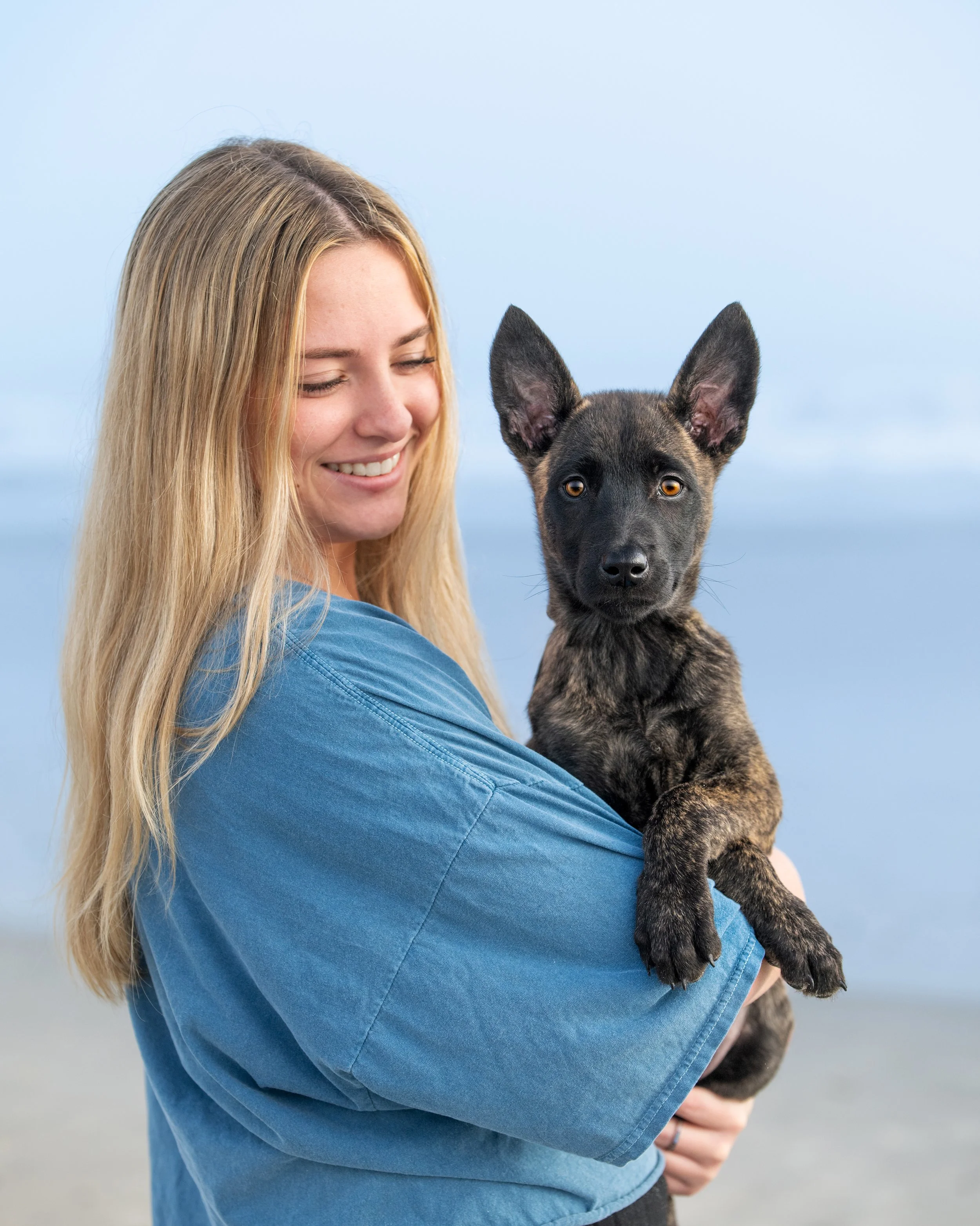 Smiling woman holding her twelve week old brindle Malinois and Dutch Shepherd mix puppy on a beach.