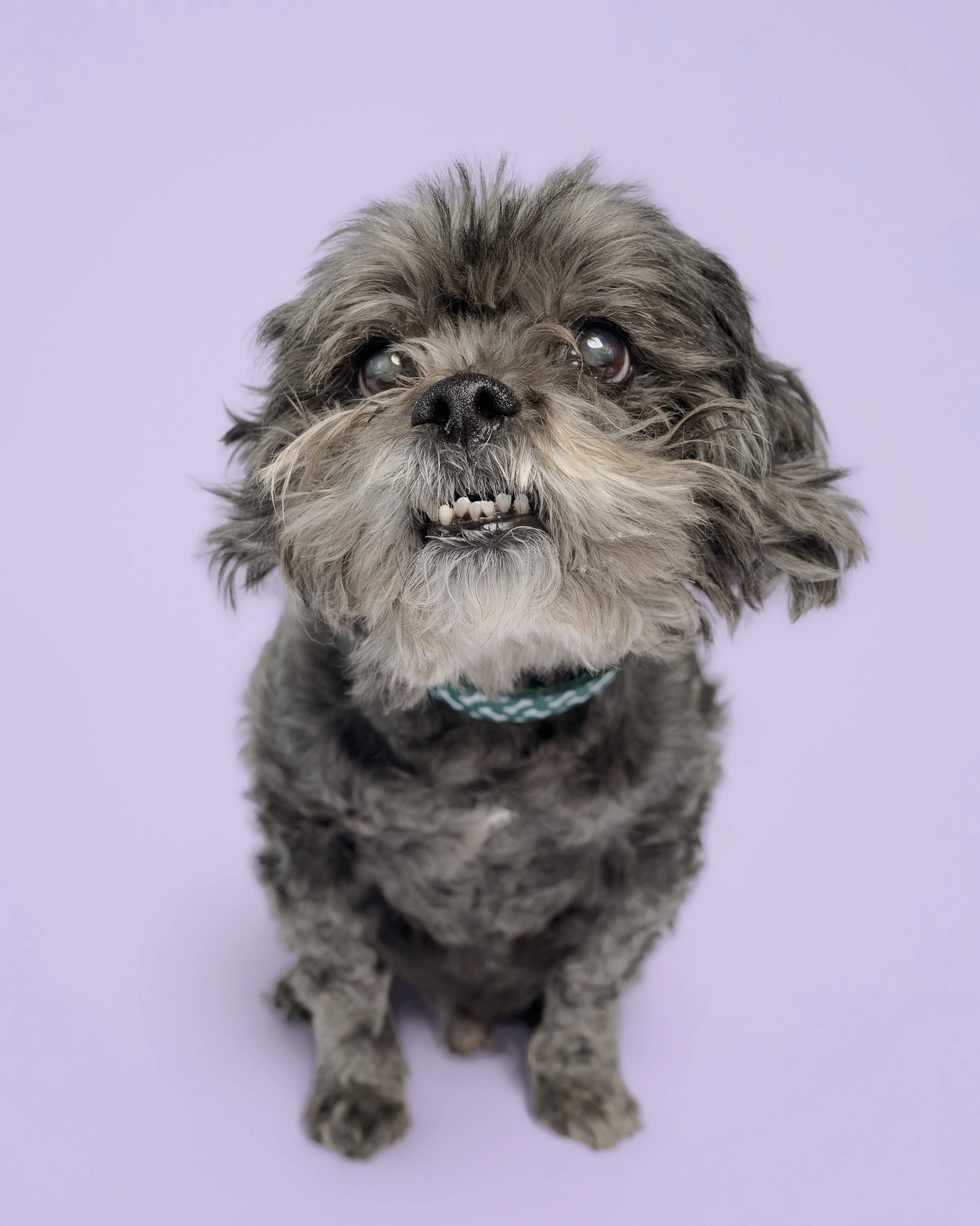 Close-up of a shaggy gray dog wearing a teal collar and showing its teeth against a lavender background