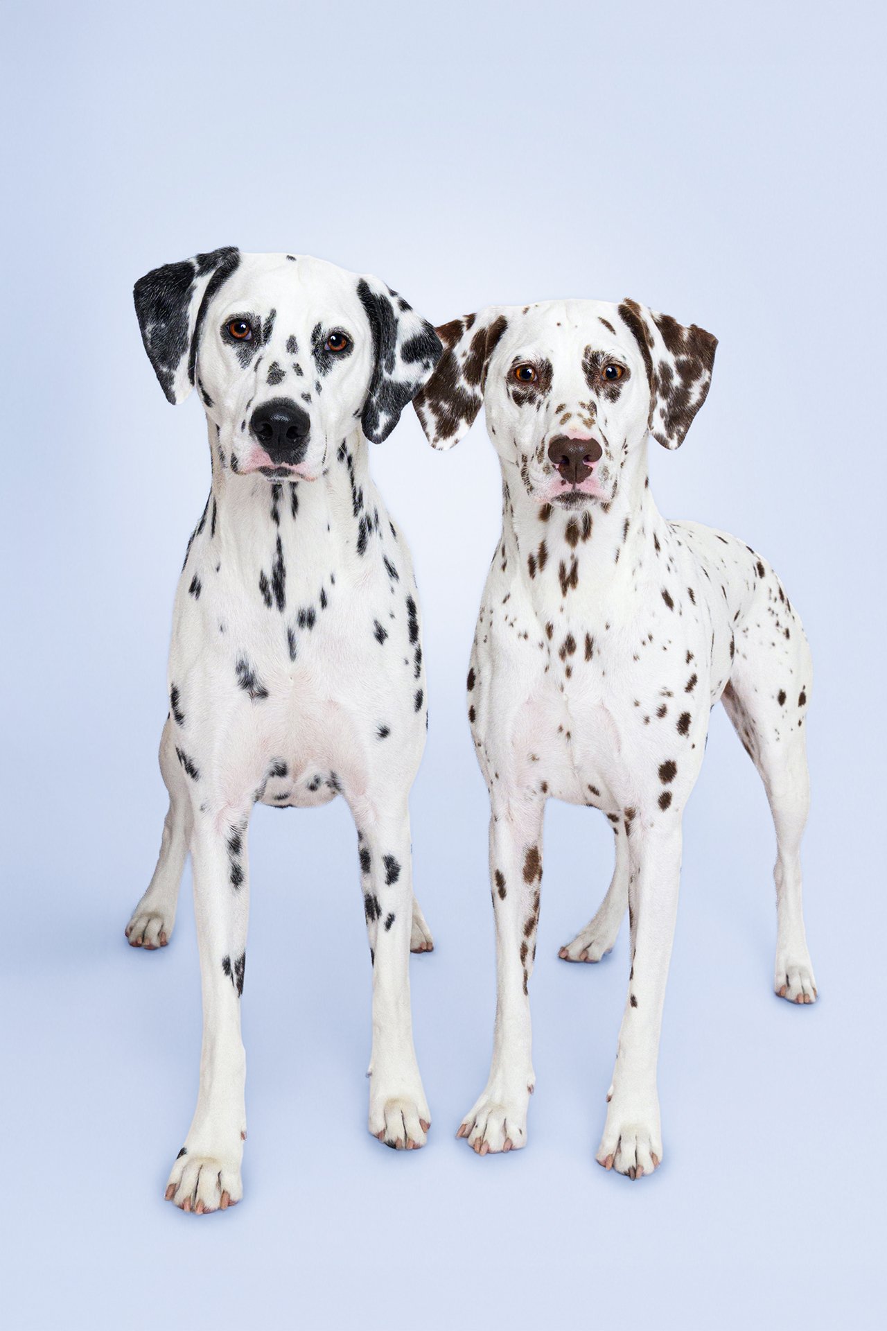 Two spotted Dalmatian dogs standing side by side against a light blue background