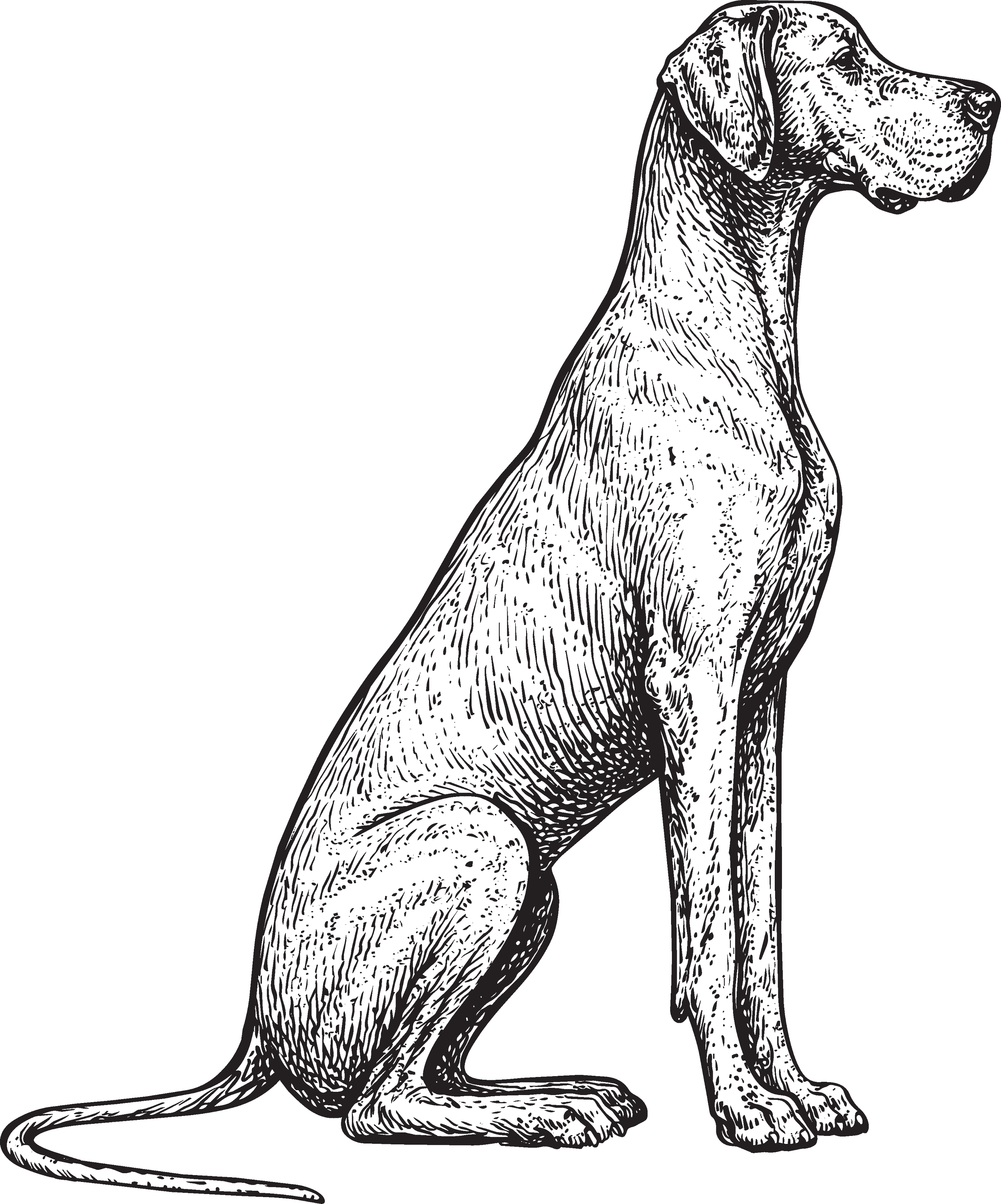 Black-and-white line drawing of a seated kangaroo facing right with a long tail extending left.