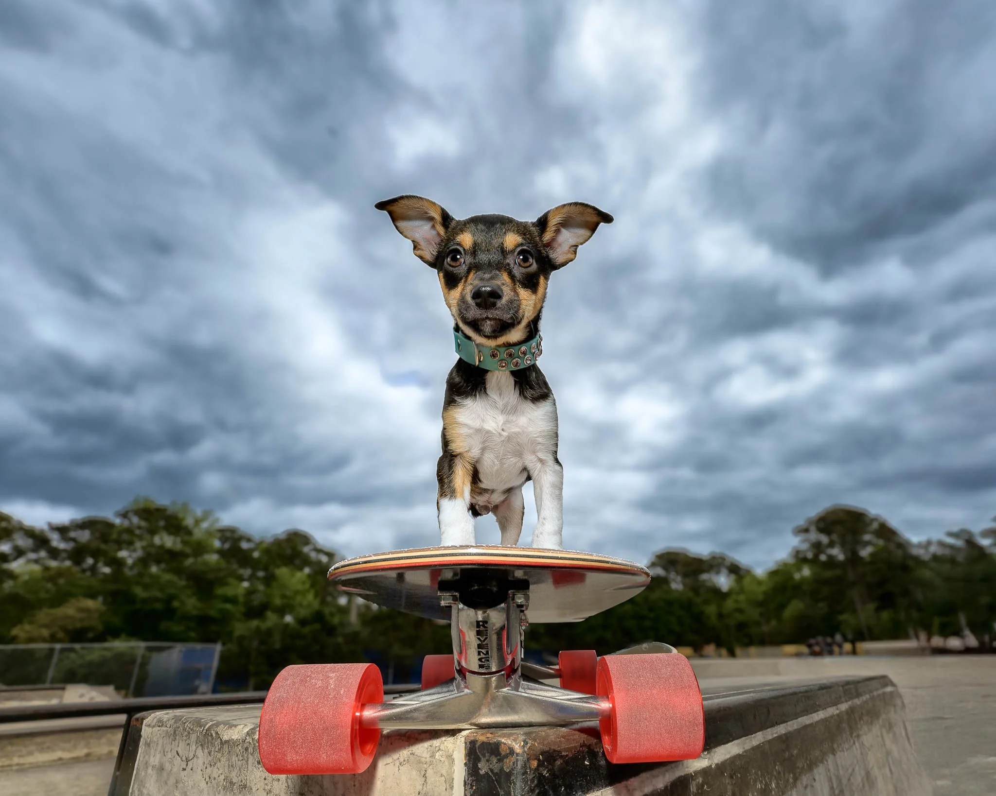 Small dog wearing a studded collar standing on a red-wheeled skateboard at a skate park
