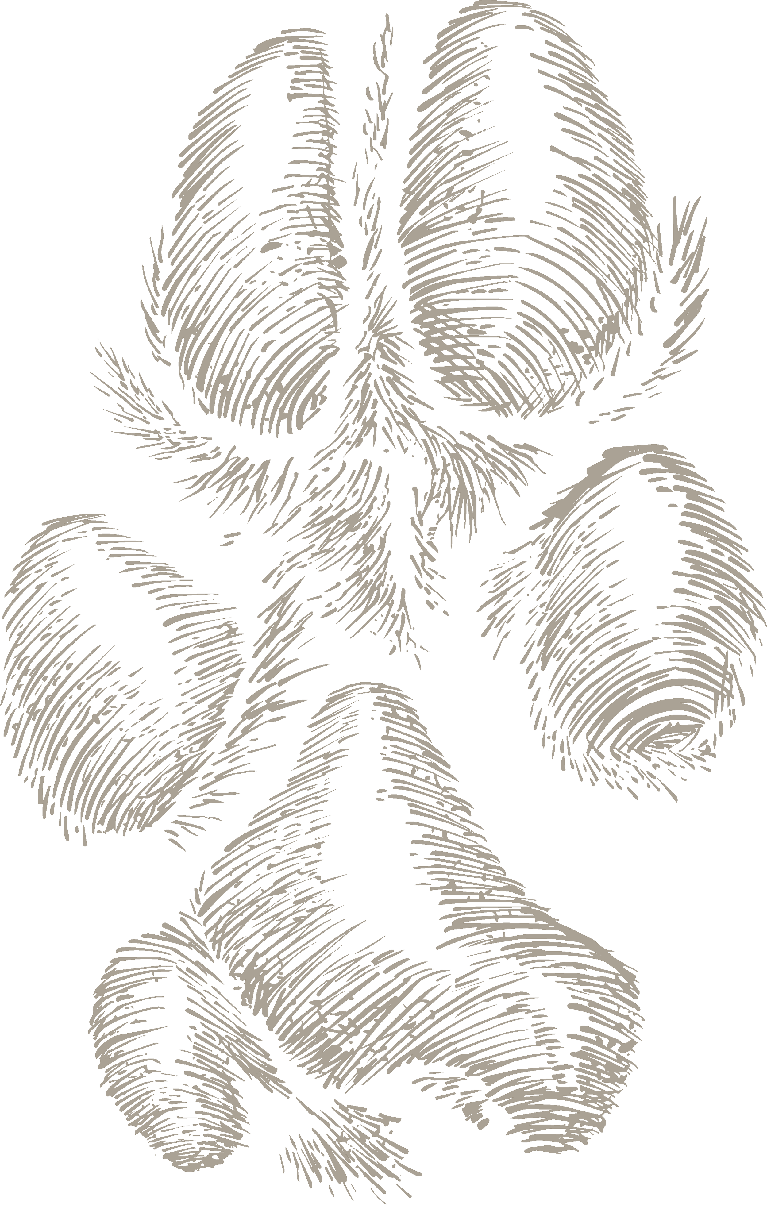 Stylized sketch of a bear standing on all fours against a black background