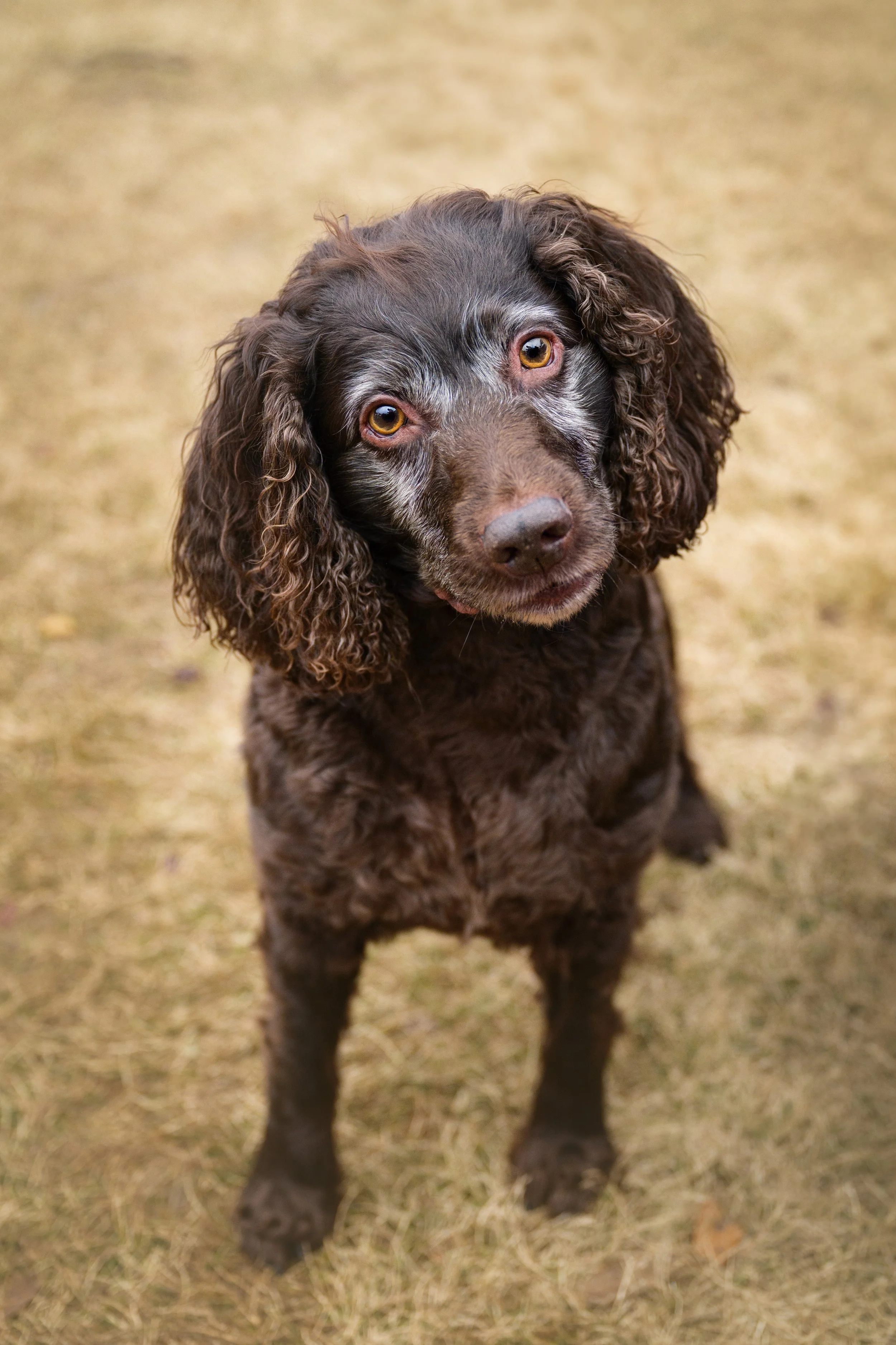Close-up of a brown, curly-haired dog with amber eyes standing on dry grass