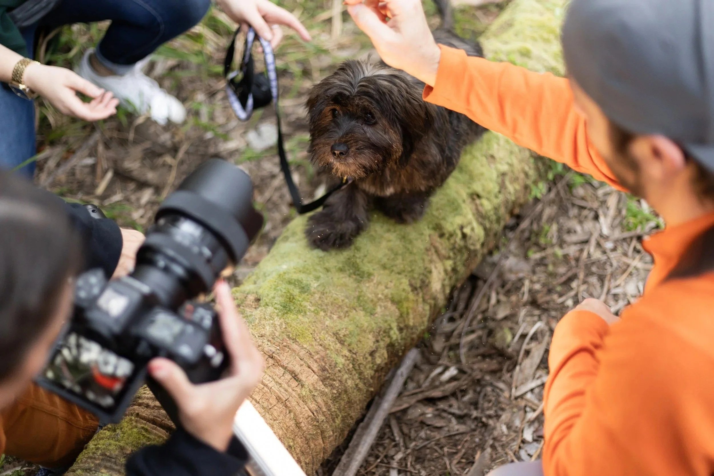 A shaggy dark brown dog on a mossy log watches a treat held above the camera during a dog photography session.